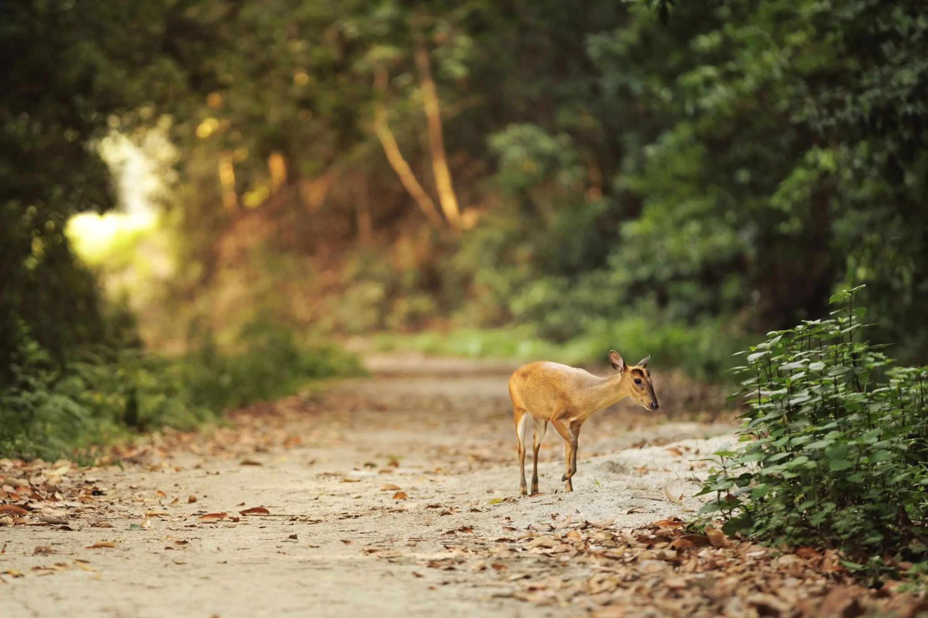 Natural landscape in Gokarna Forest Resort Kathmandu