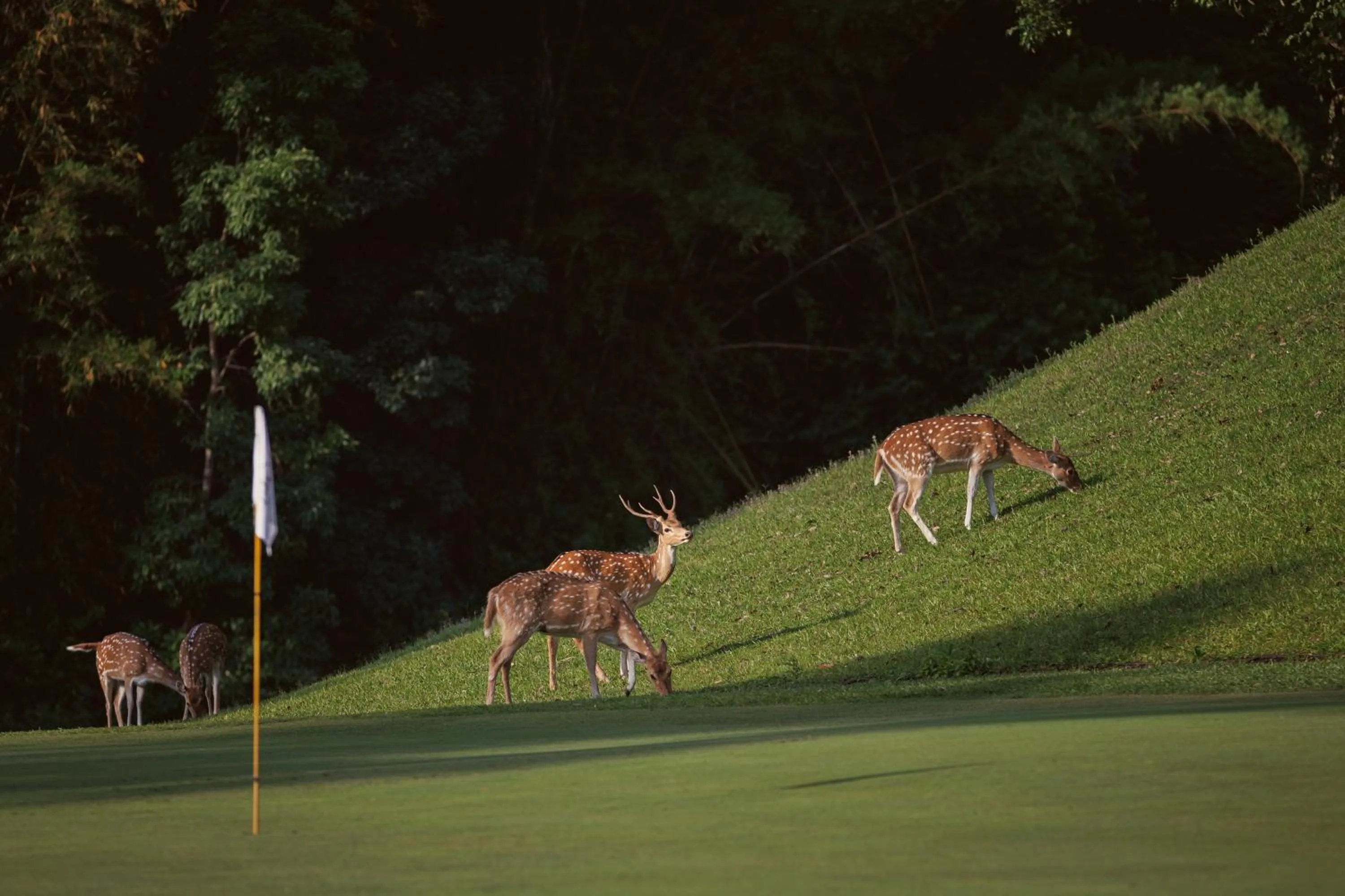 Animals in Gokarna Forest Resort Kathmandu