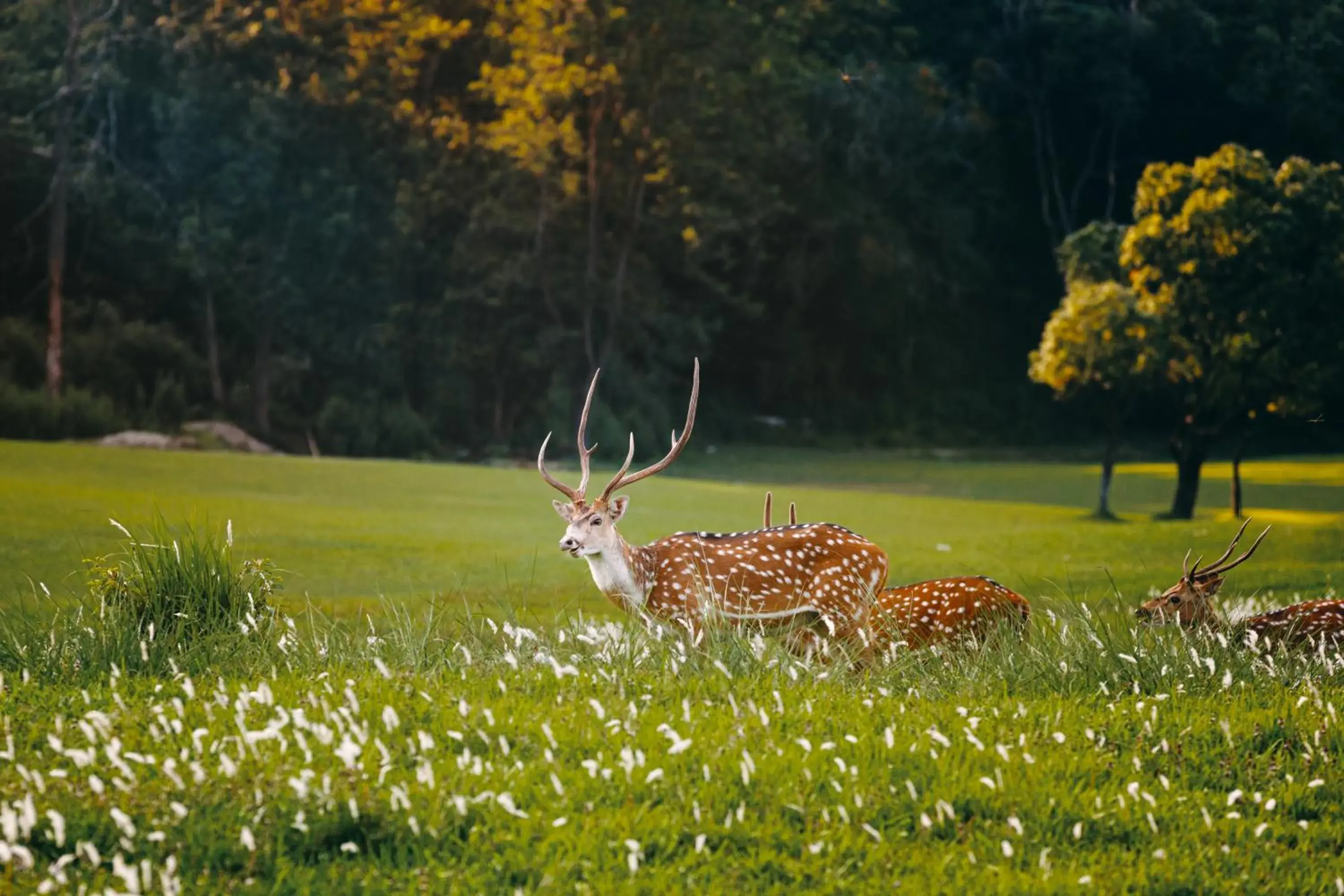 Property building in Gokarna Forest Resort Kathmandu Property building in Gokarna Forest Resort Kathmandu