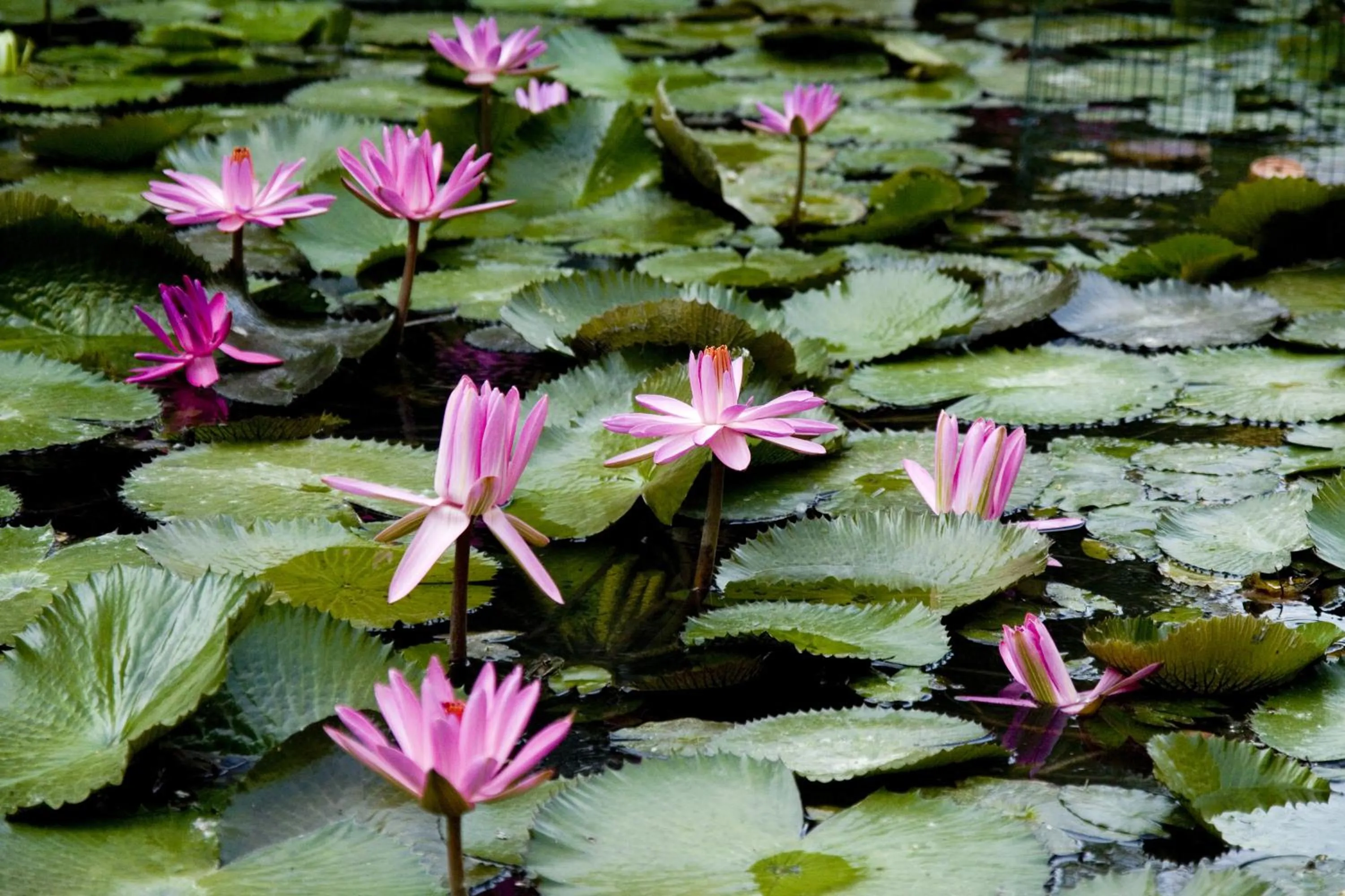Nearby landmark in Ensana Vila Trajan