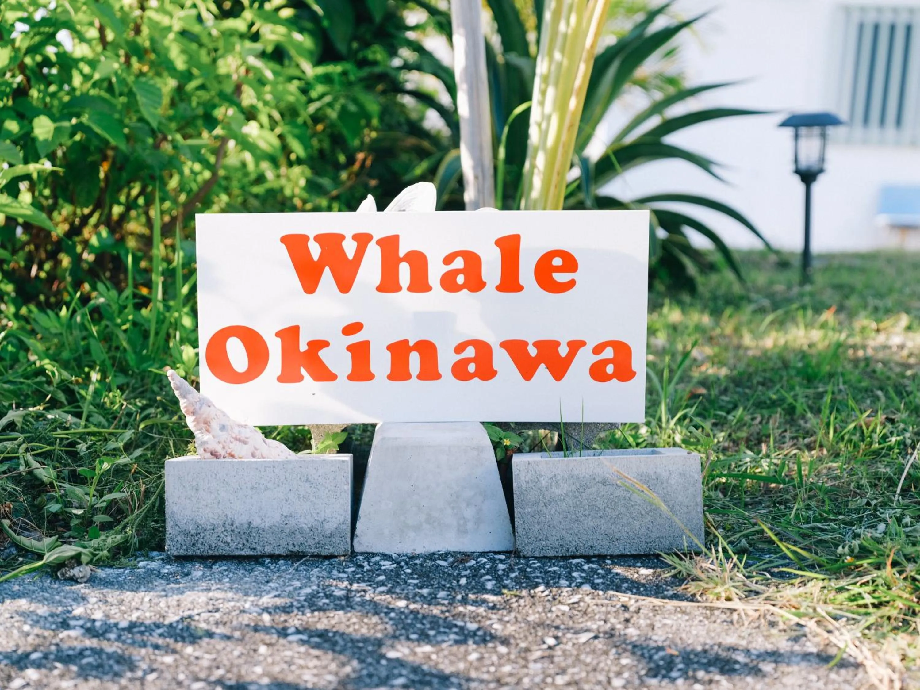 Whale Okinawa