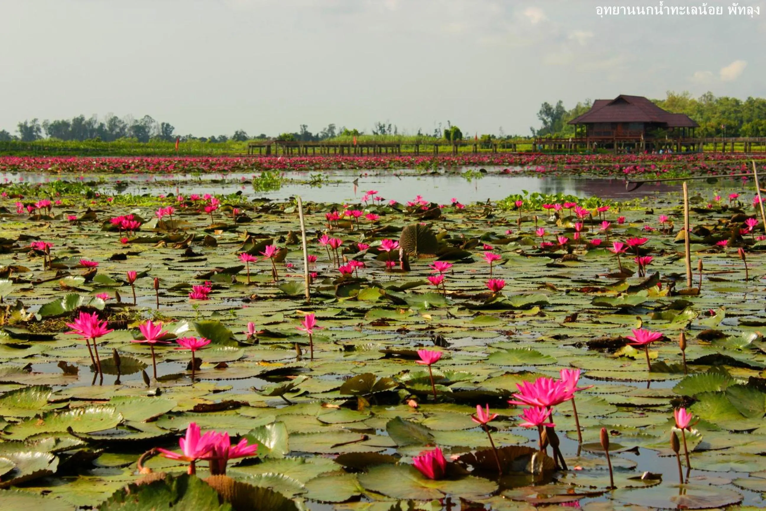 Nearby landmark in Banpak Suankaew Talaynoi