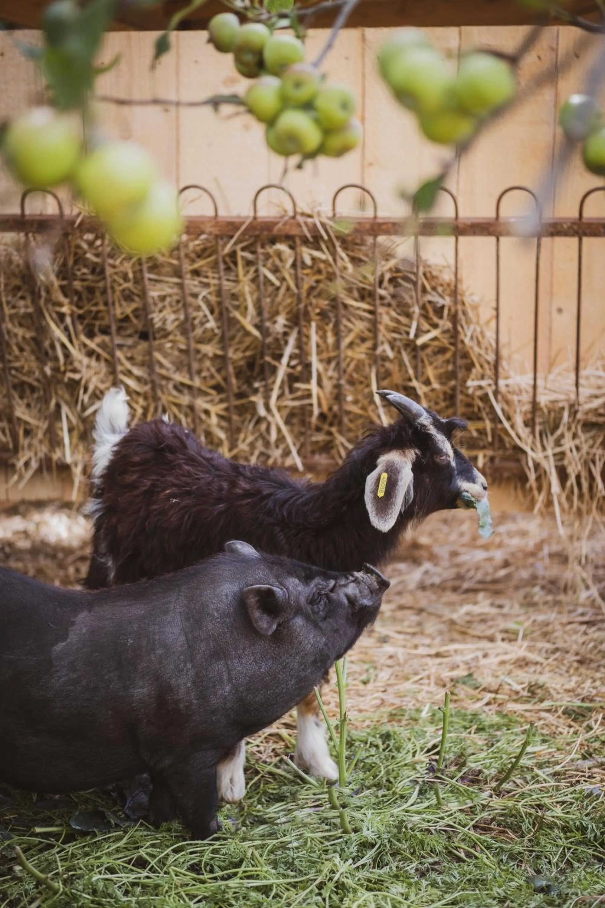 Activities in Château St Pierre de Serjac