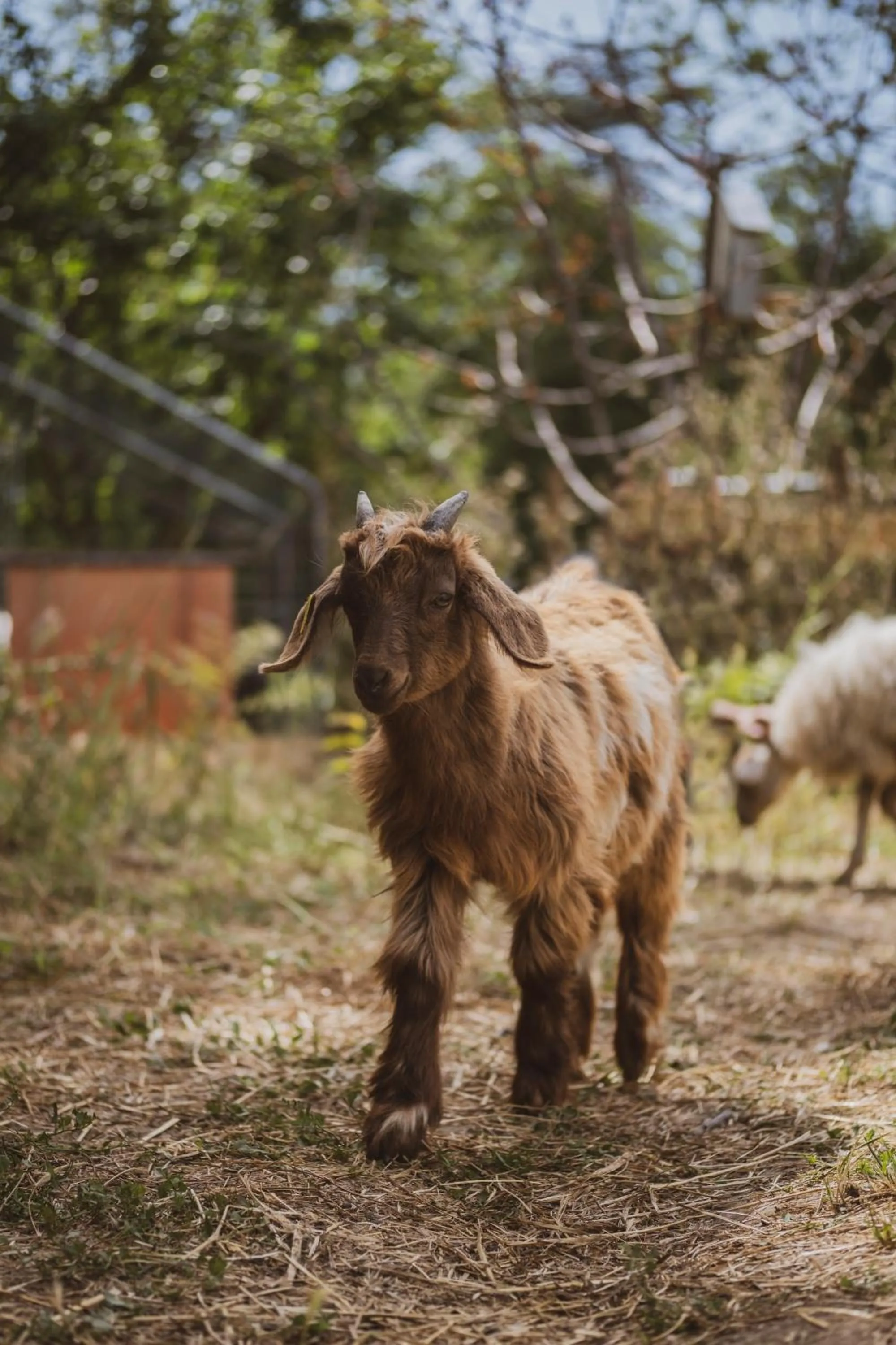 Garden in Château St Pierre de Serjac