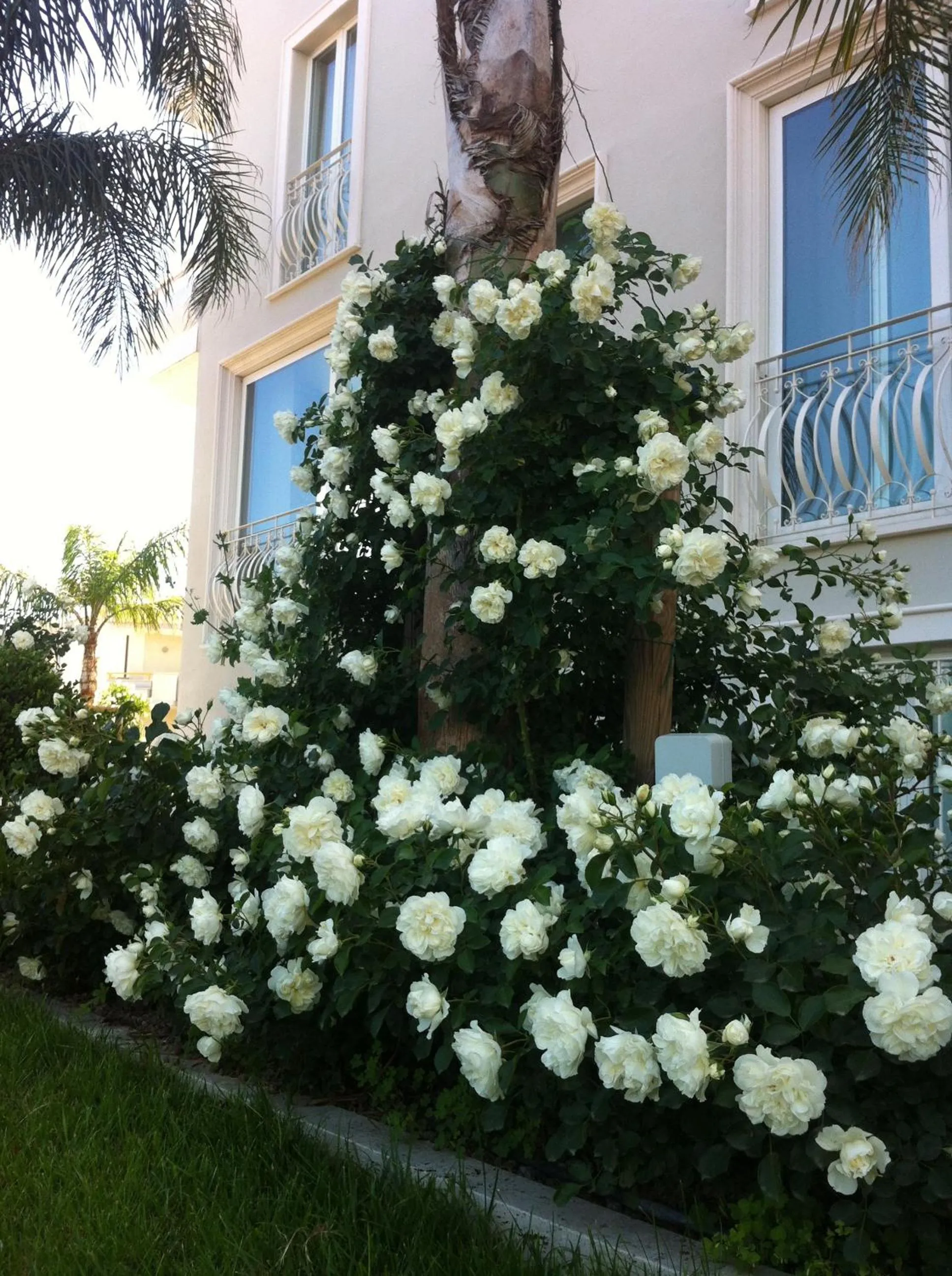 Decorative detail in Olympus Resort