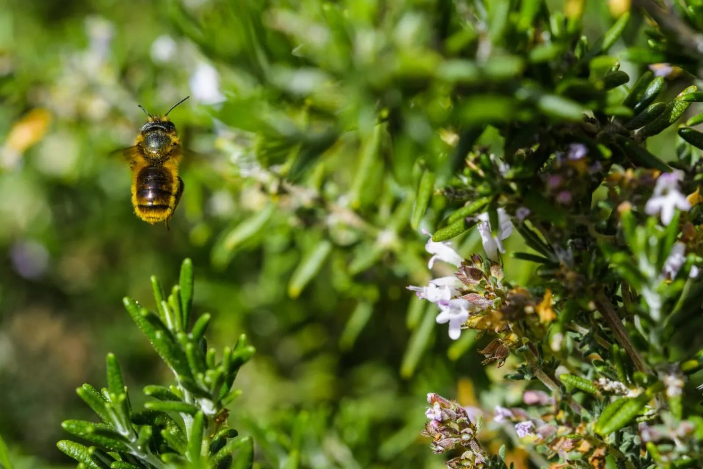 Garden in Bajo El Cejo