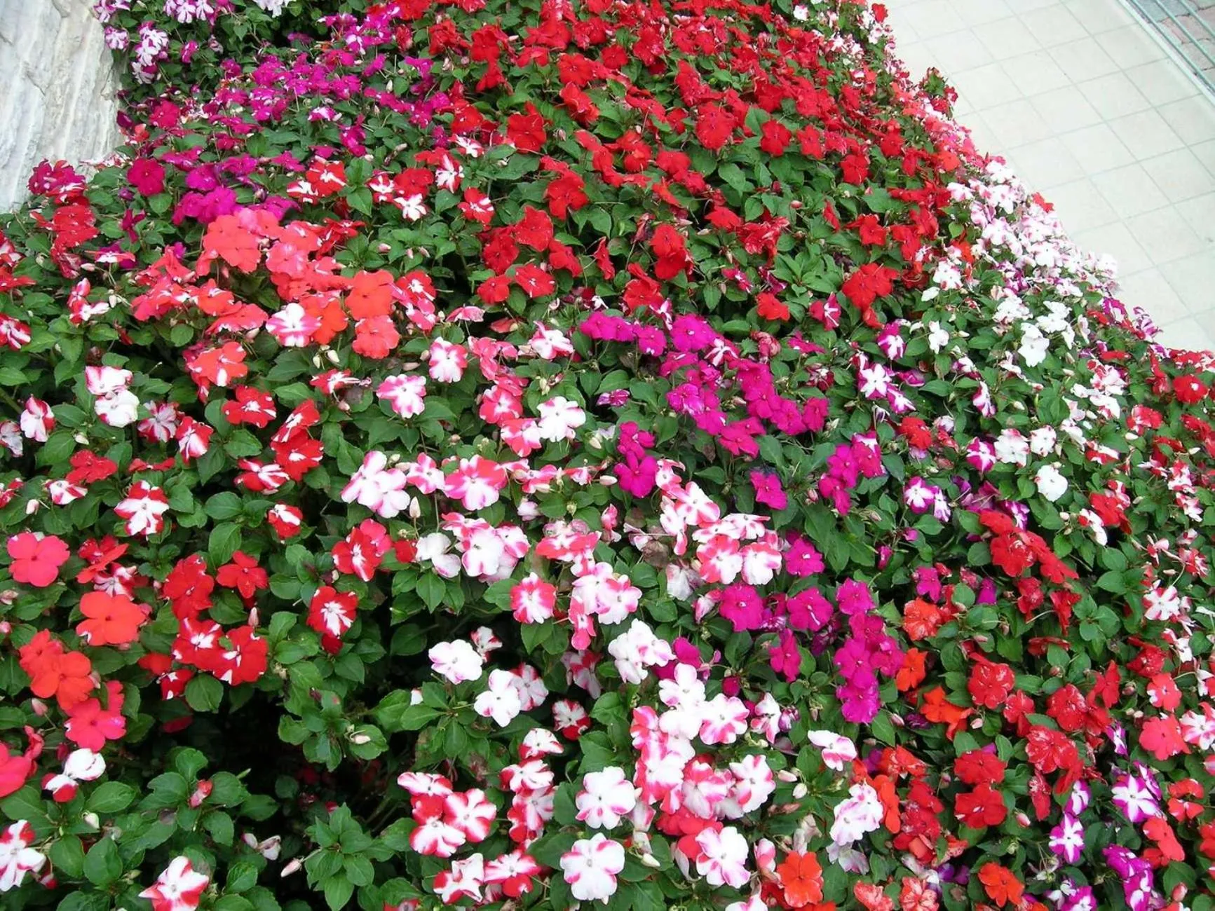 Garden view in Hotel Palladio
