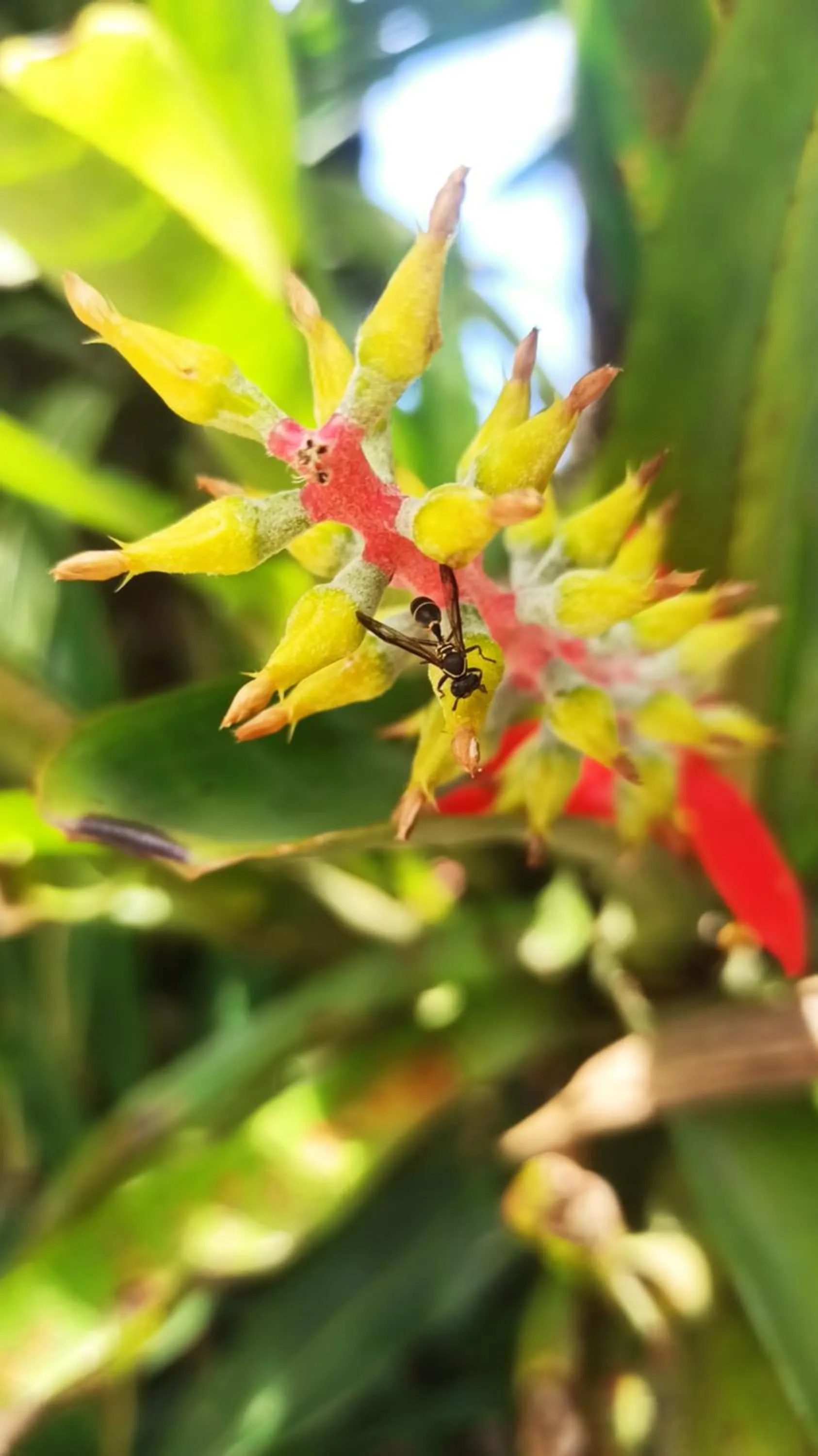 Hotel Natur Campeche