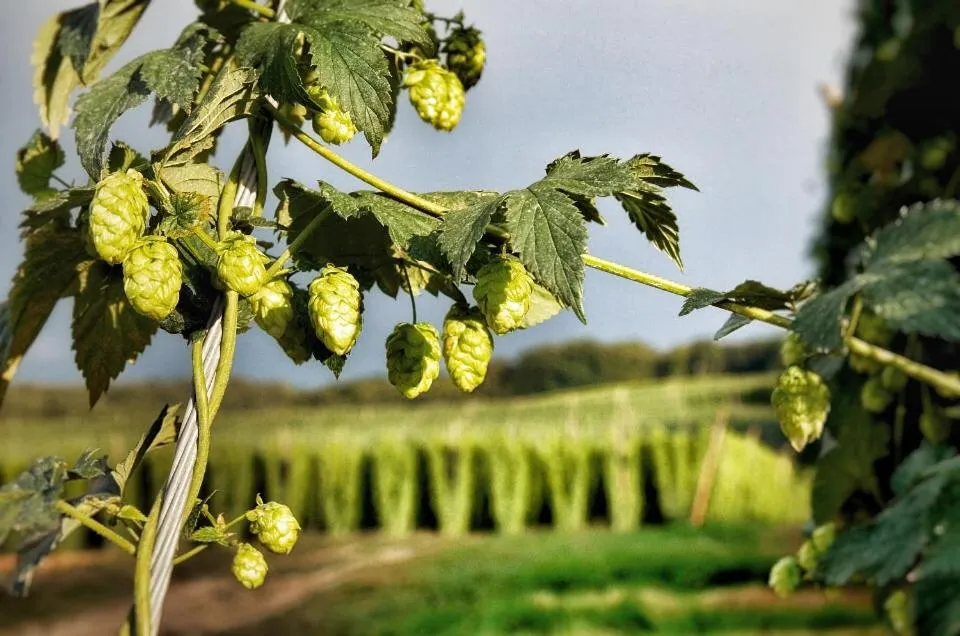 Natural landscape in Hotel Gasthof Rosenwirt