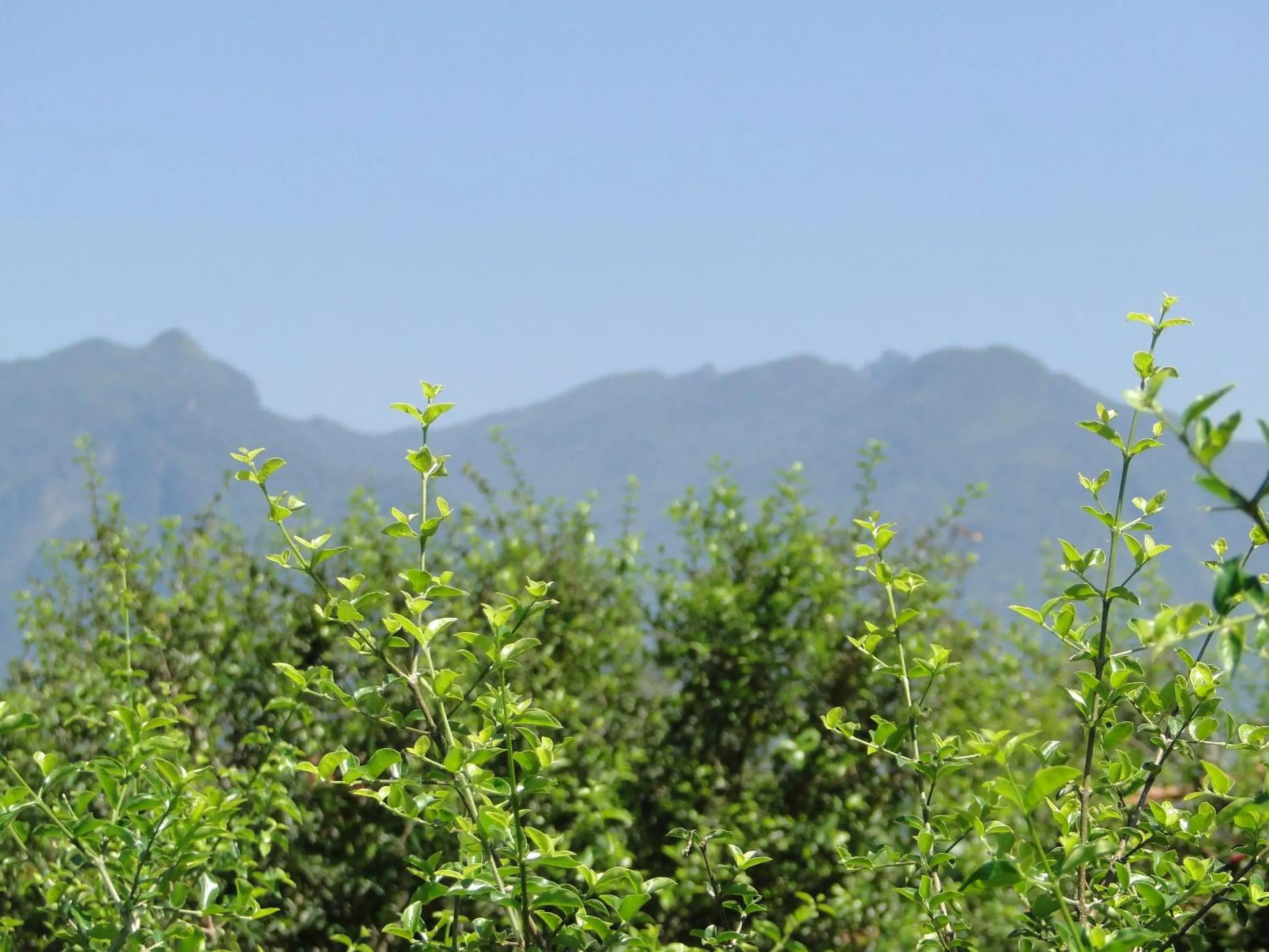 Garden view in Pousada das Acerolas