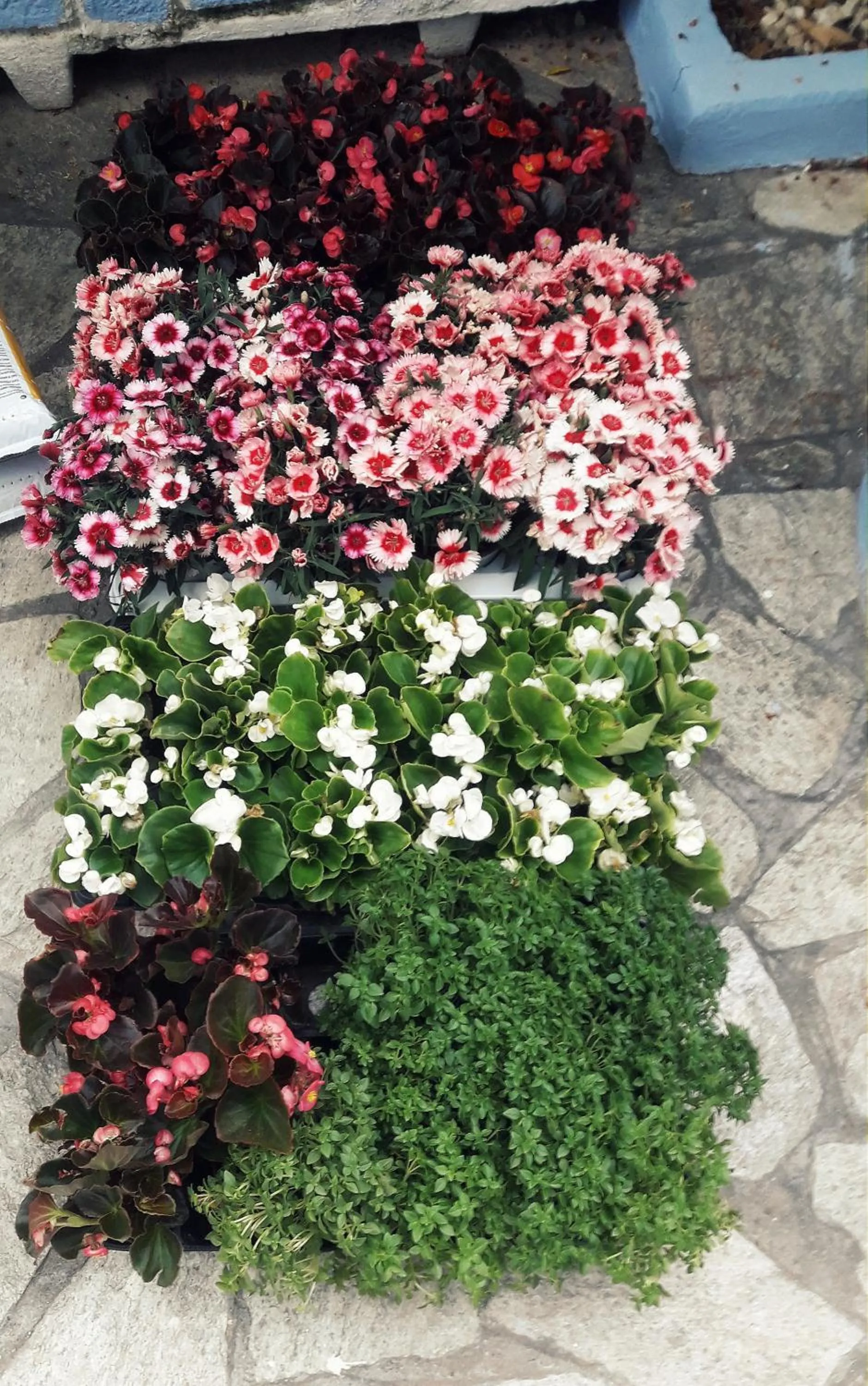 Garden in Artemis Studios & Apartments