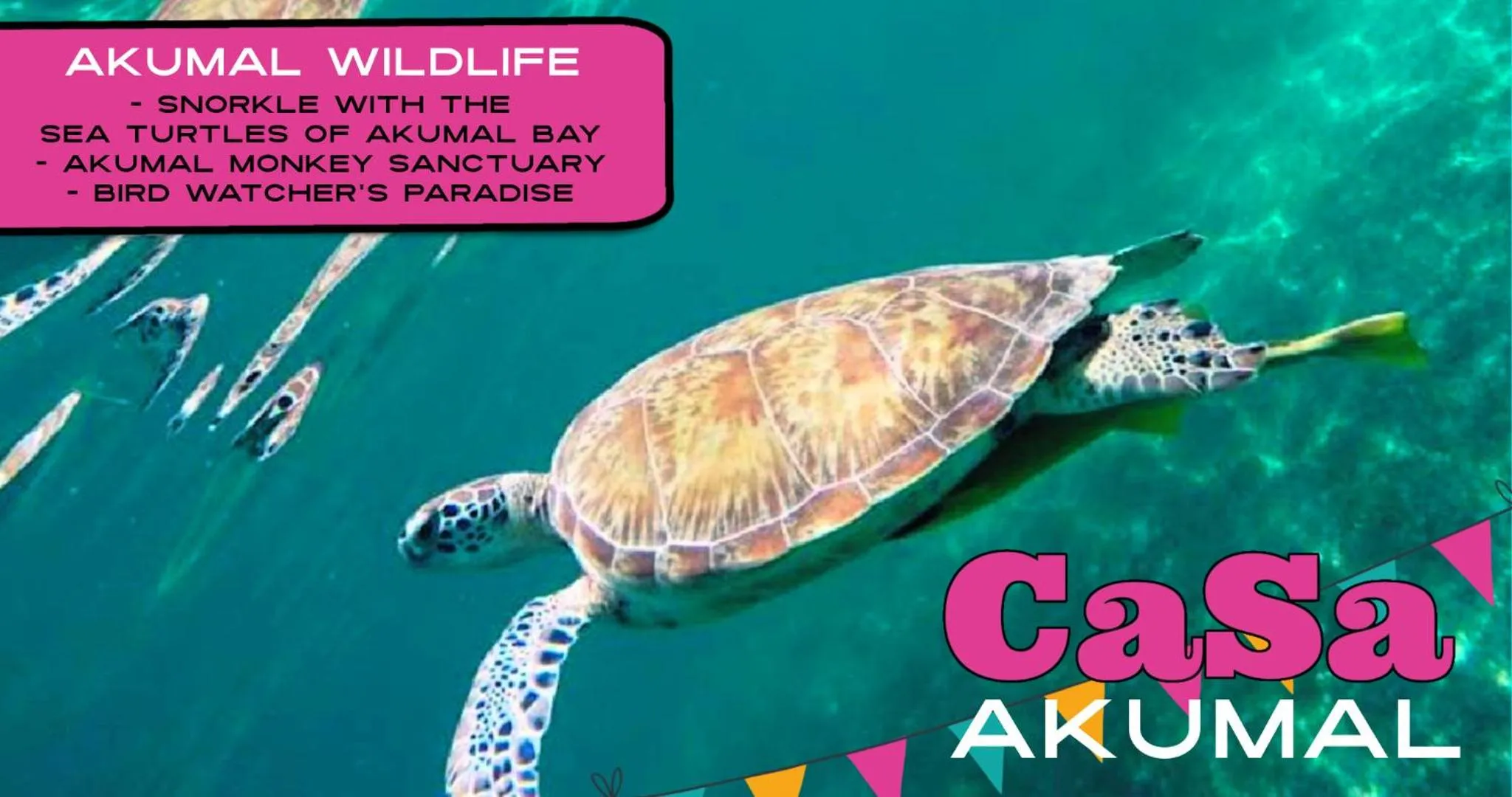 Activities in CaSa AKUMAL