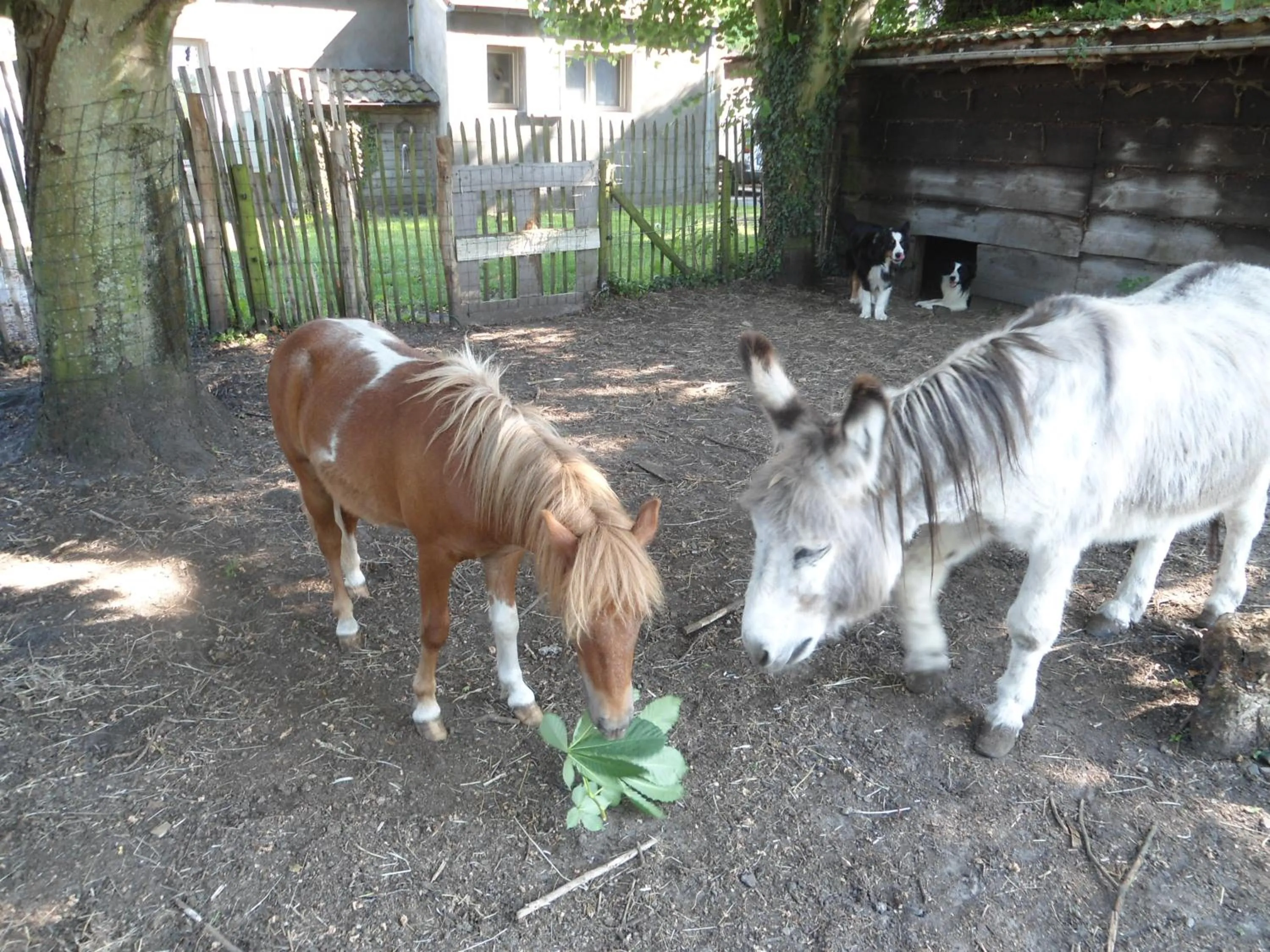 Animals in Passe-Partout