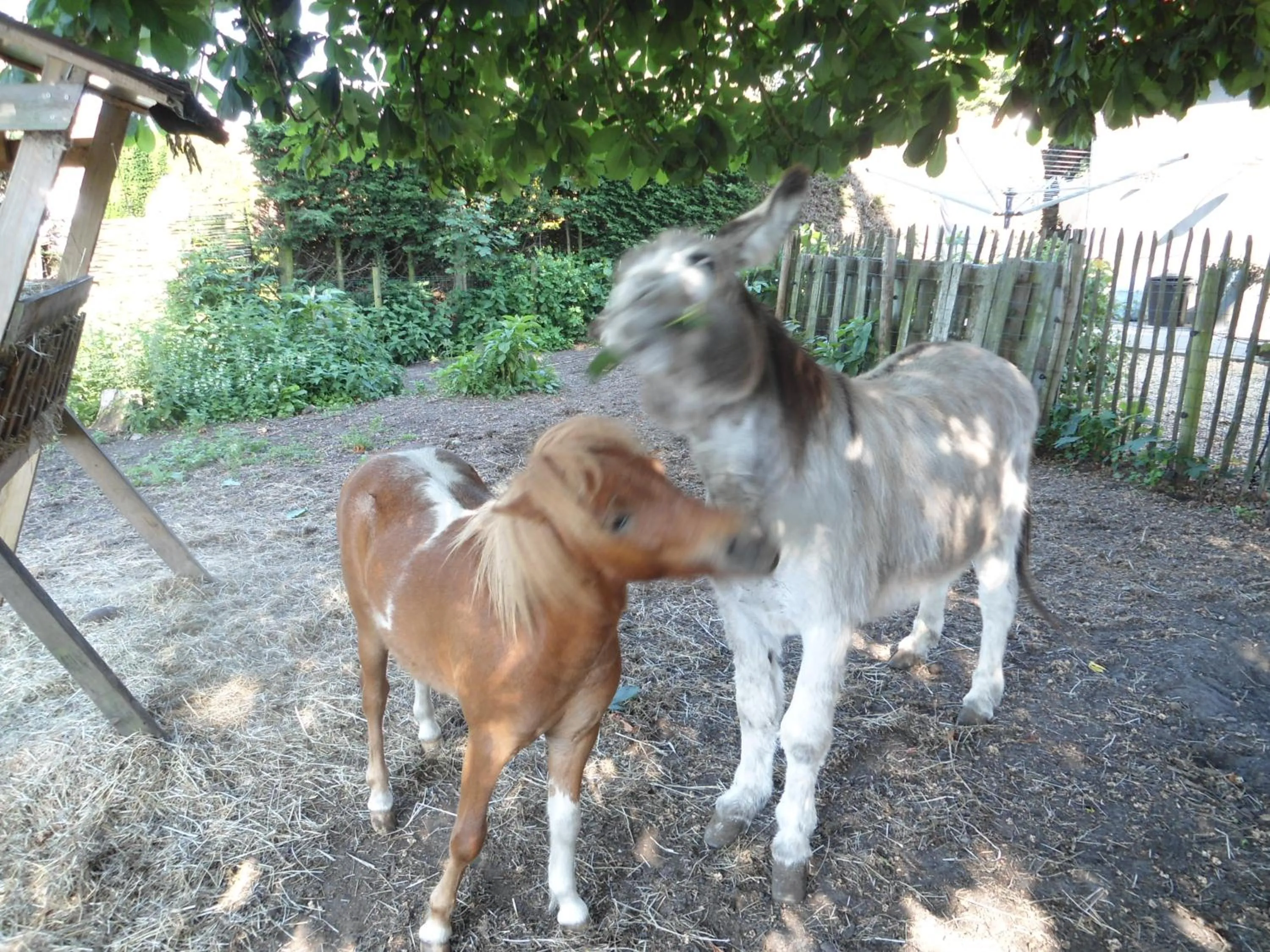 Animals in Passe-Partout