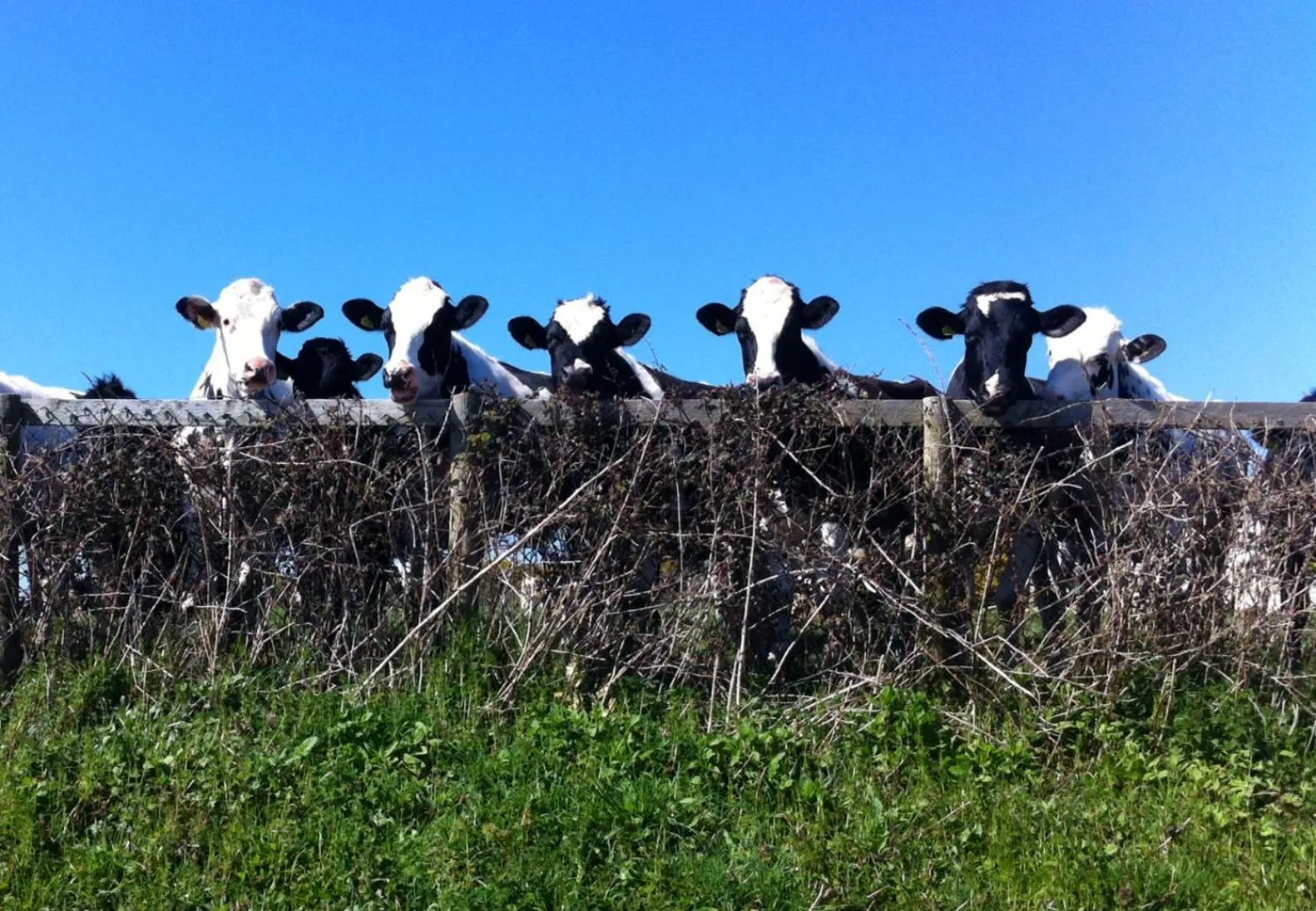 Area and facilities in Oystercatcher