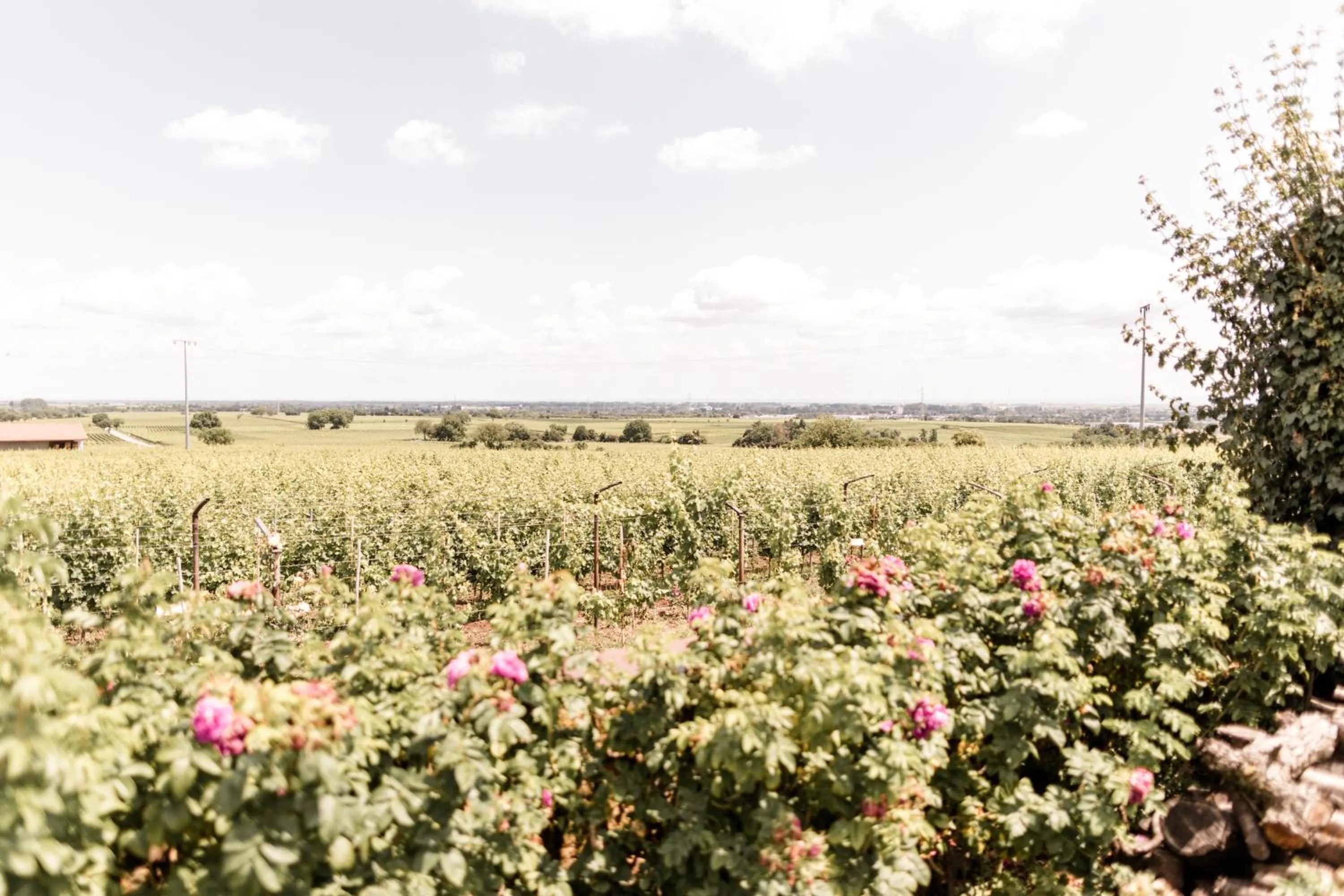Natural landscape in Villa Delange