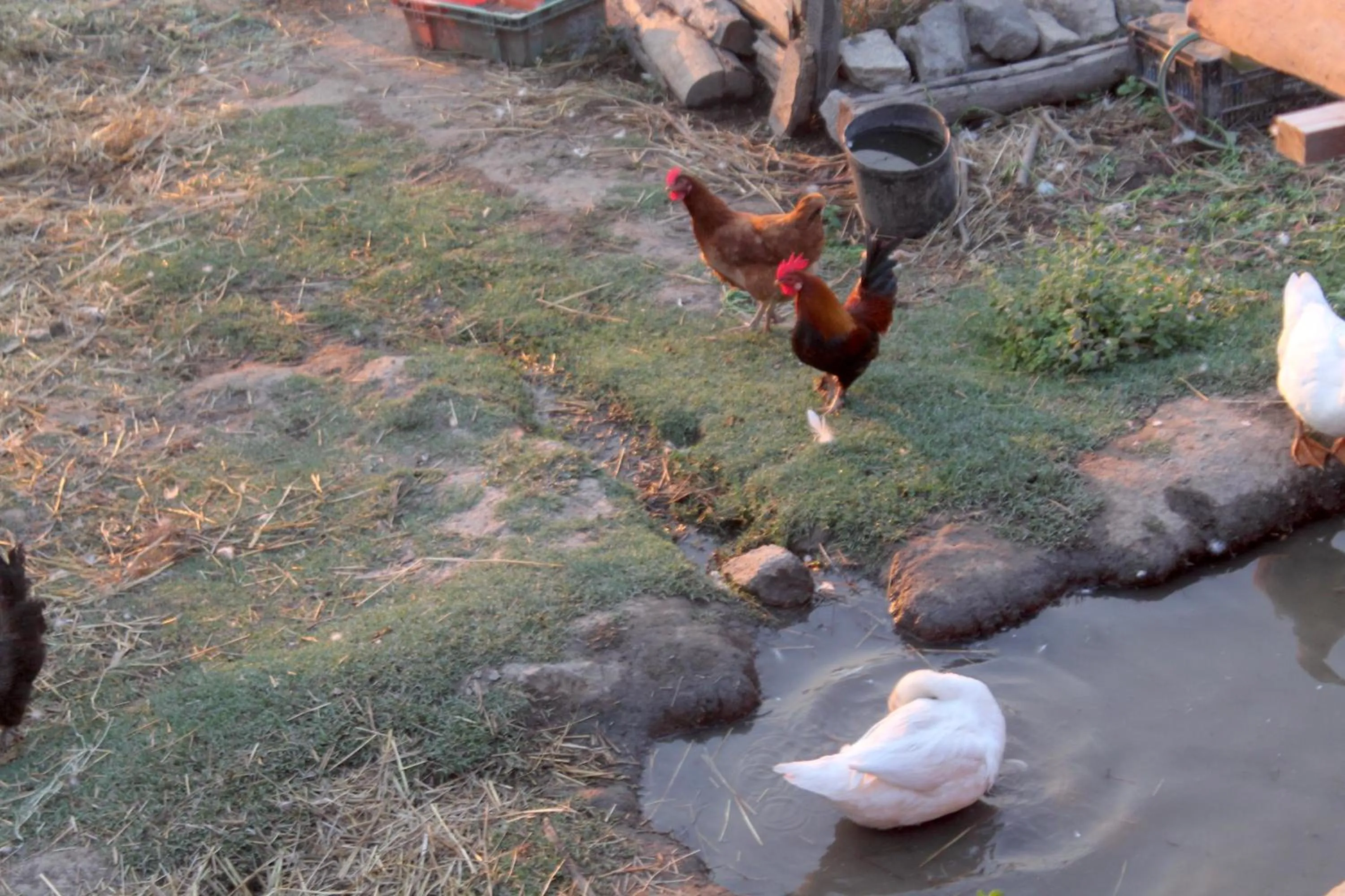 Animals in Quinta da Mata - Turismo de Habitação