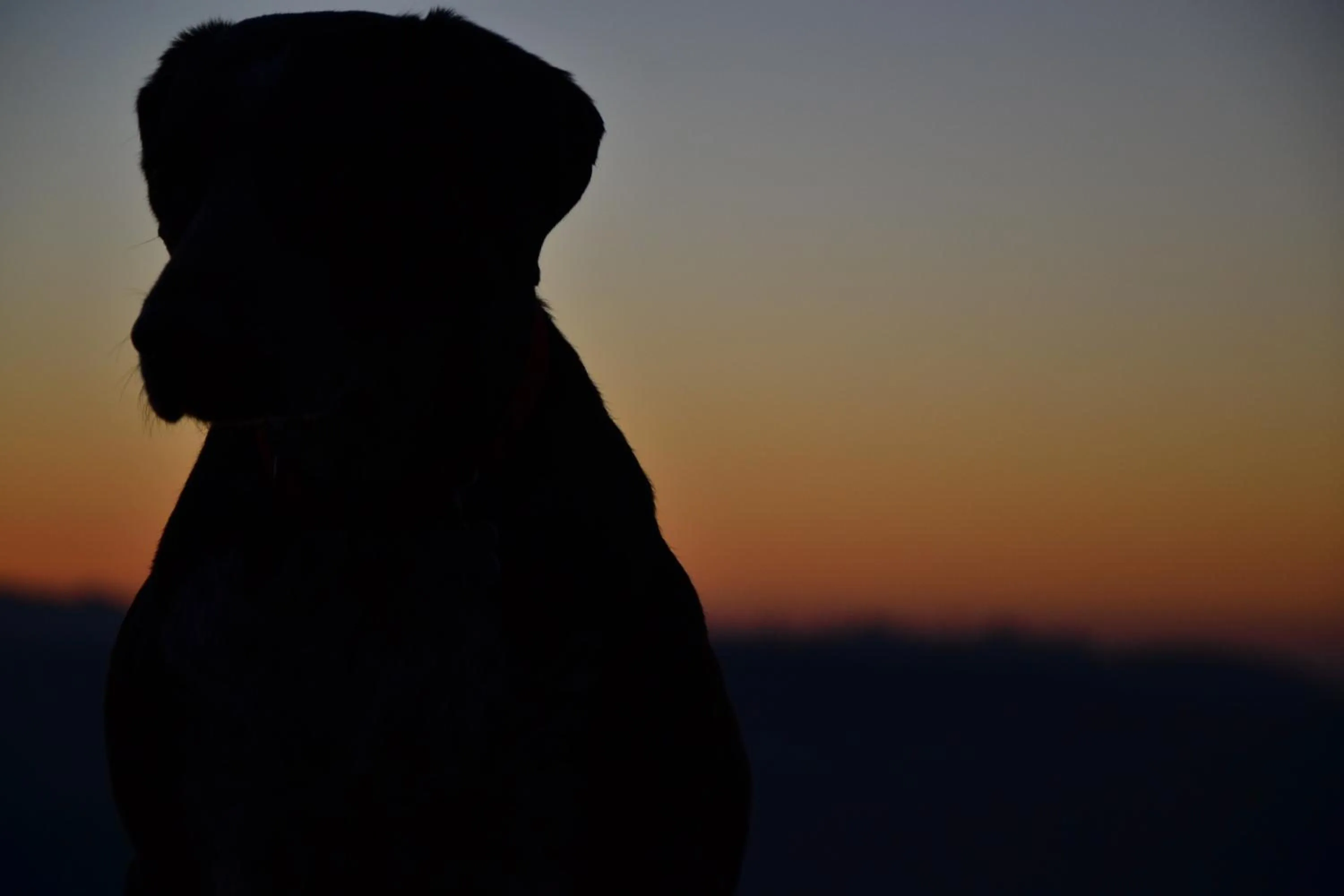 Pets in Quinta da Mata - Turismo de Habitação