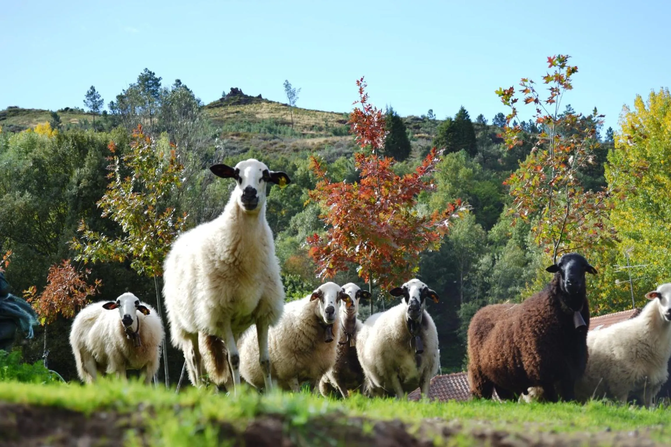Pets in Quinta da Mata - Turismo de Habitação