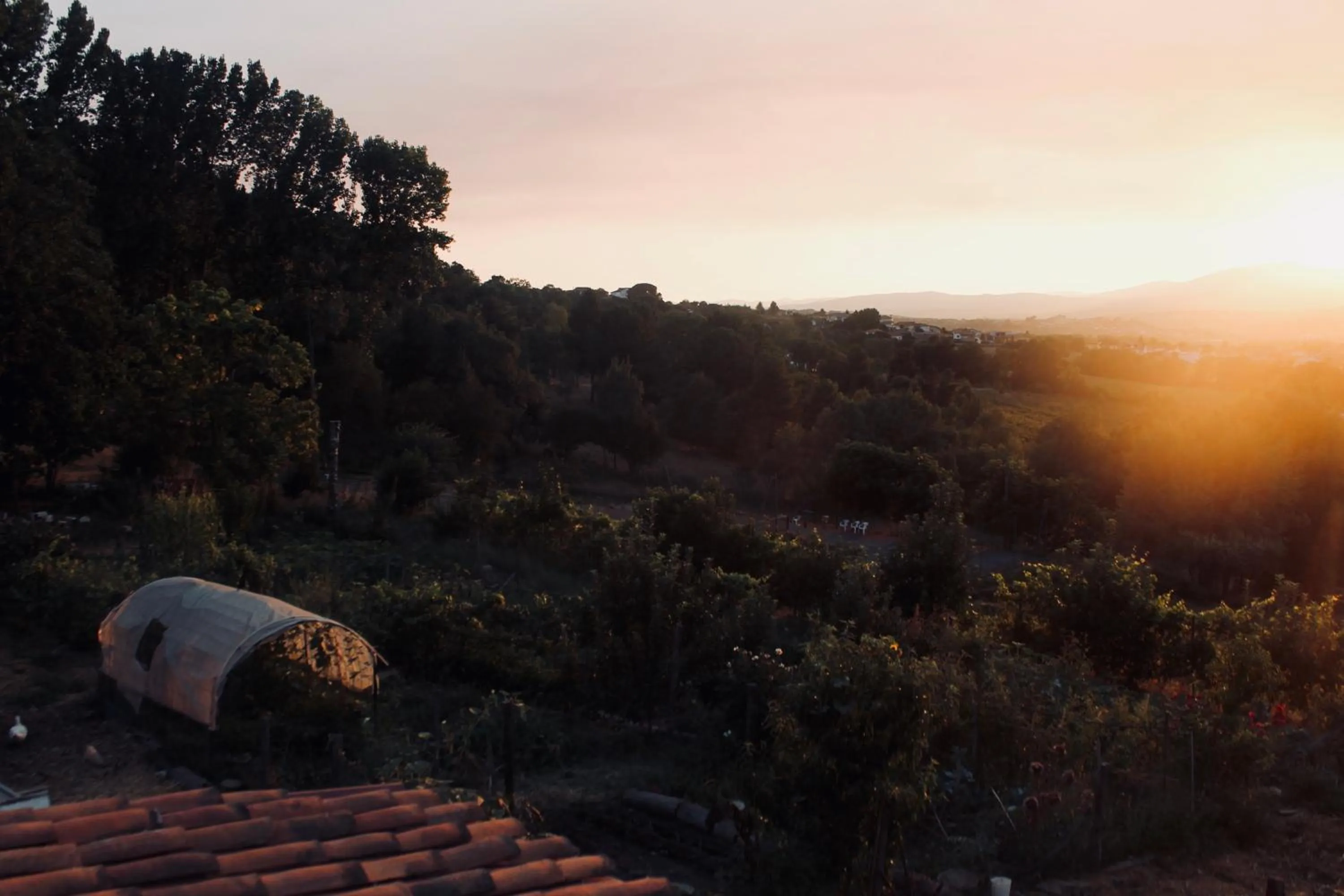 Summer in Quinta da Mata - Turismo de Habitação