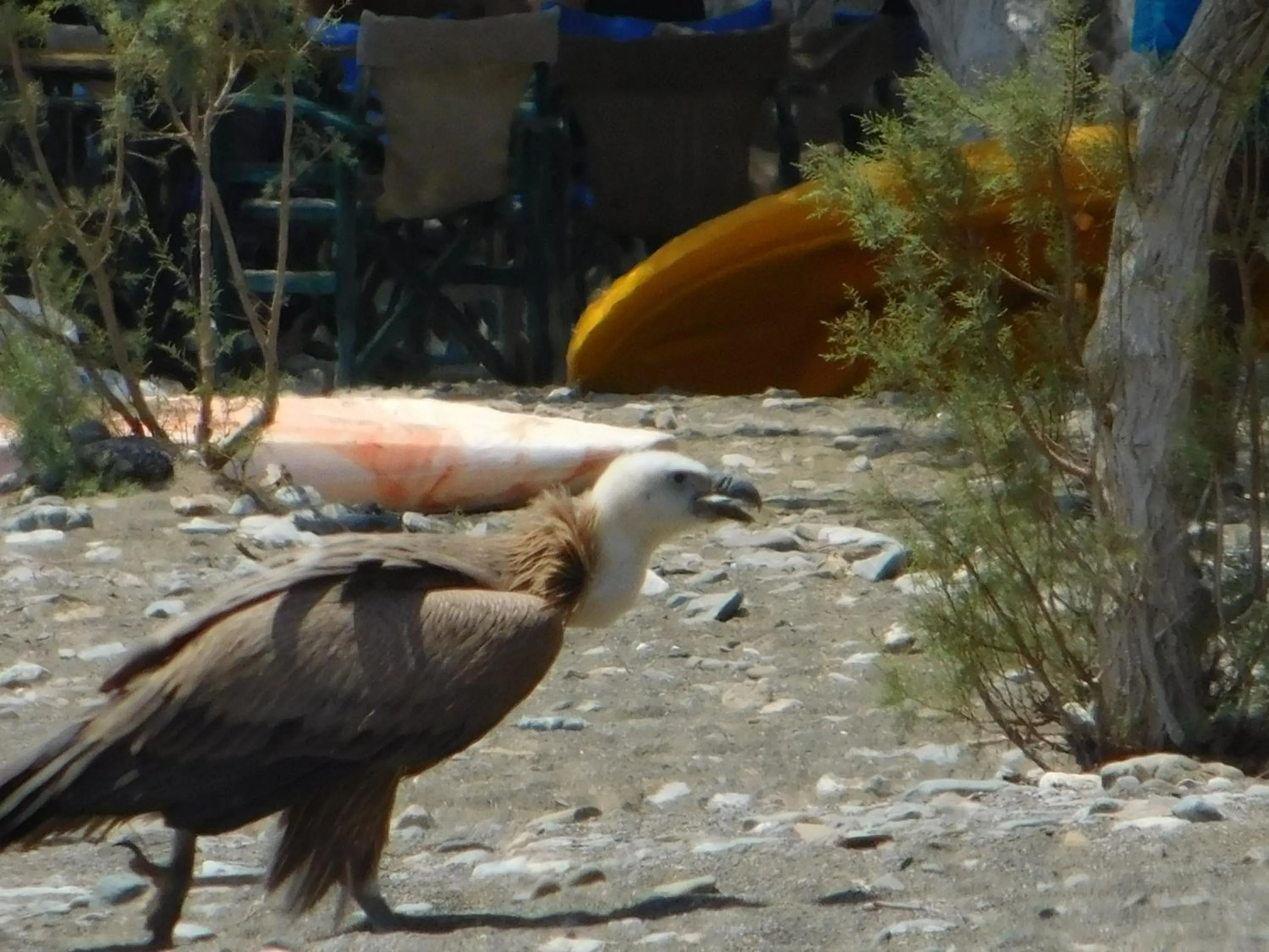 Natural landscape in Apollon