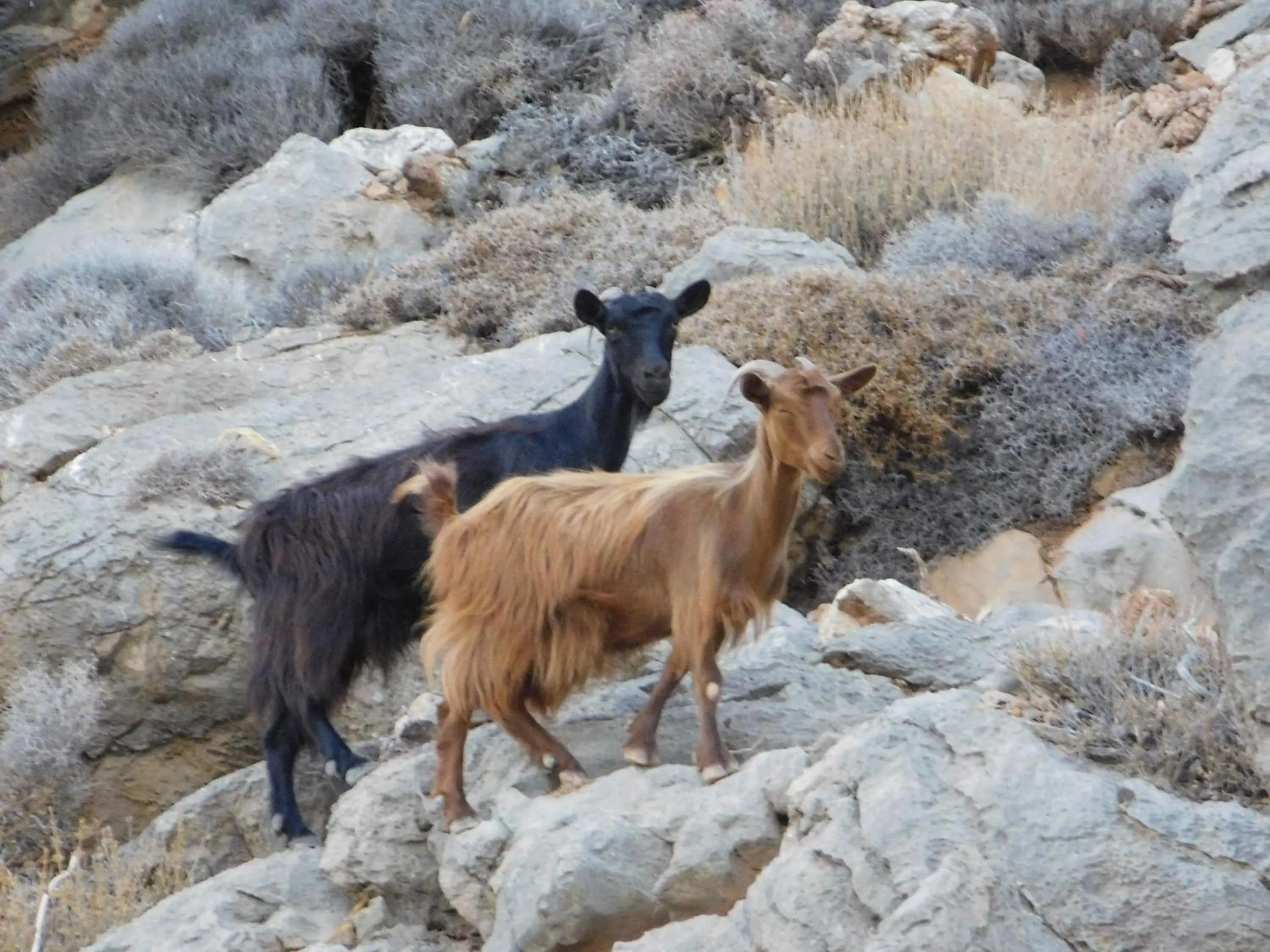 Natural landscape in Apollon