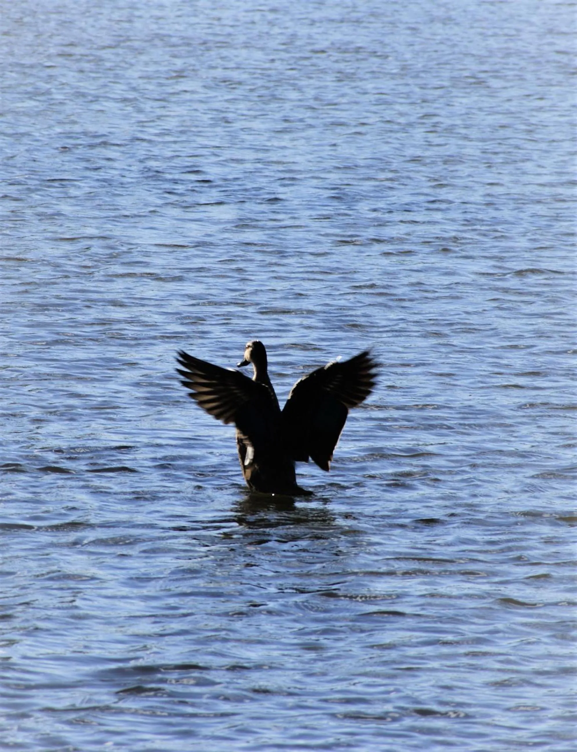 Lake view in Junee Tourist Park