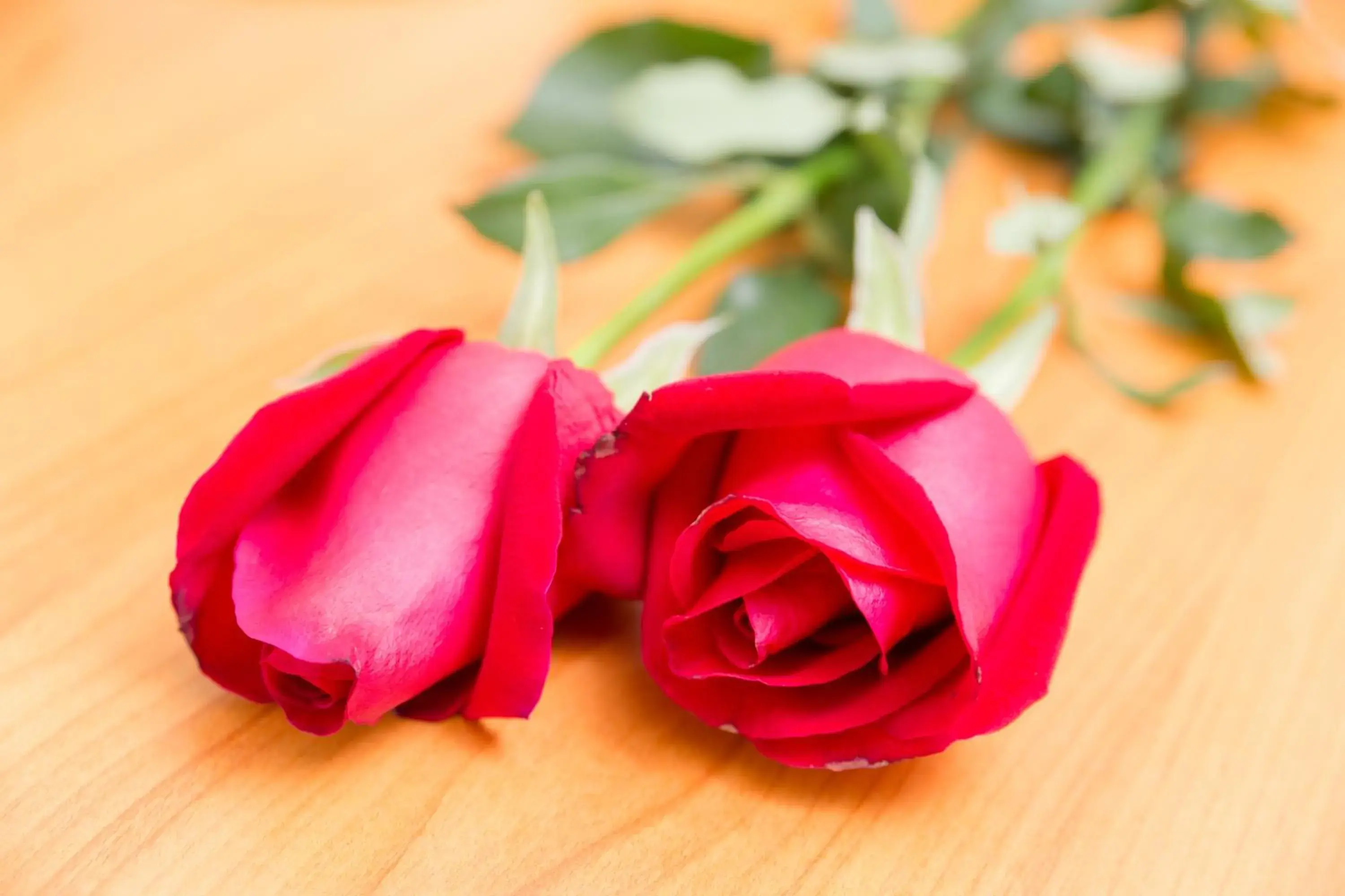 The Garden Place Bangkok The Garden Place Bangkok