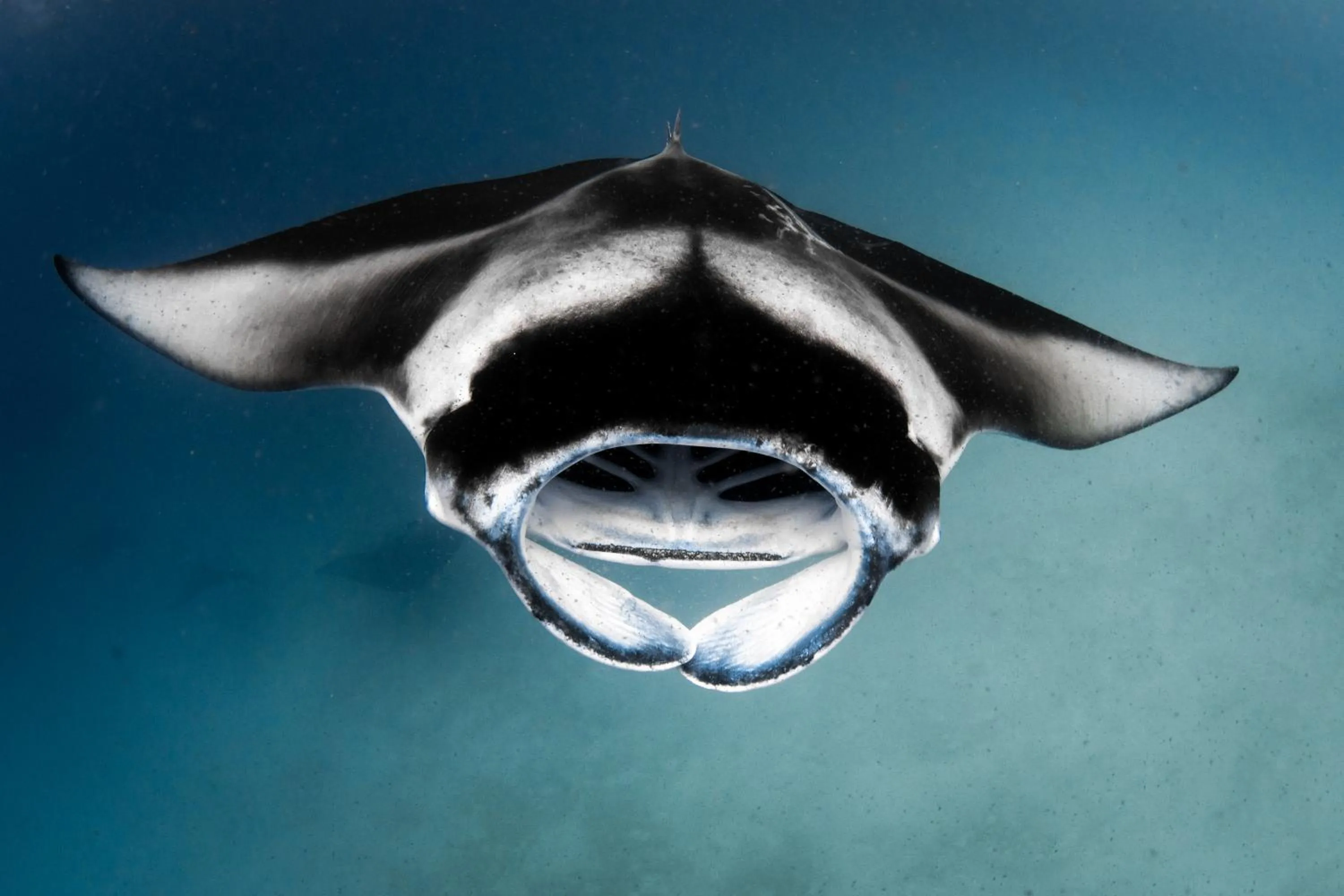 Snorkeling in Finolhu, A Seaside Collection Resort, a Member of Design Hotels