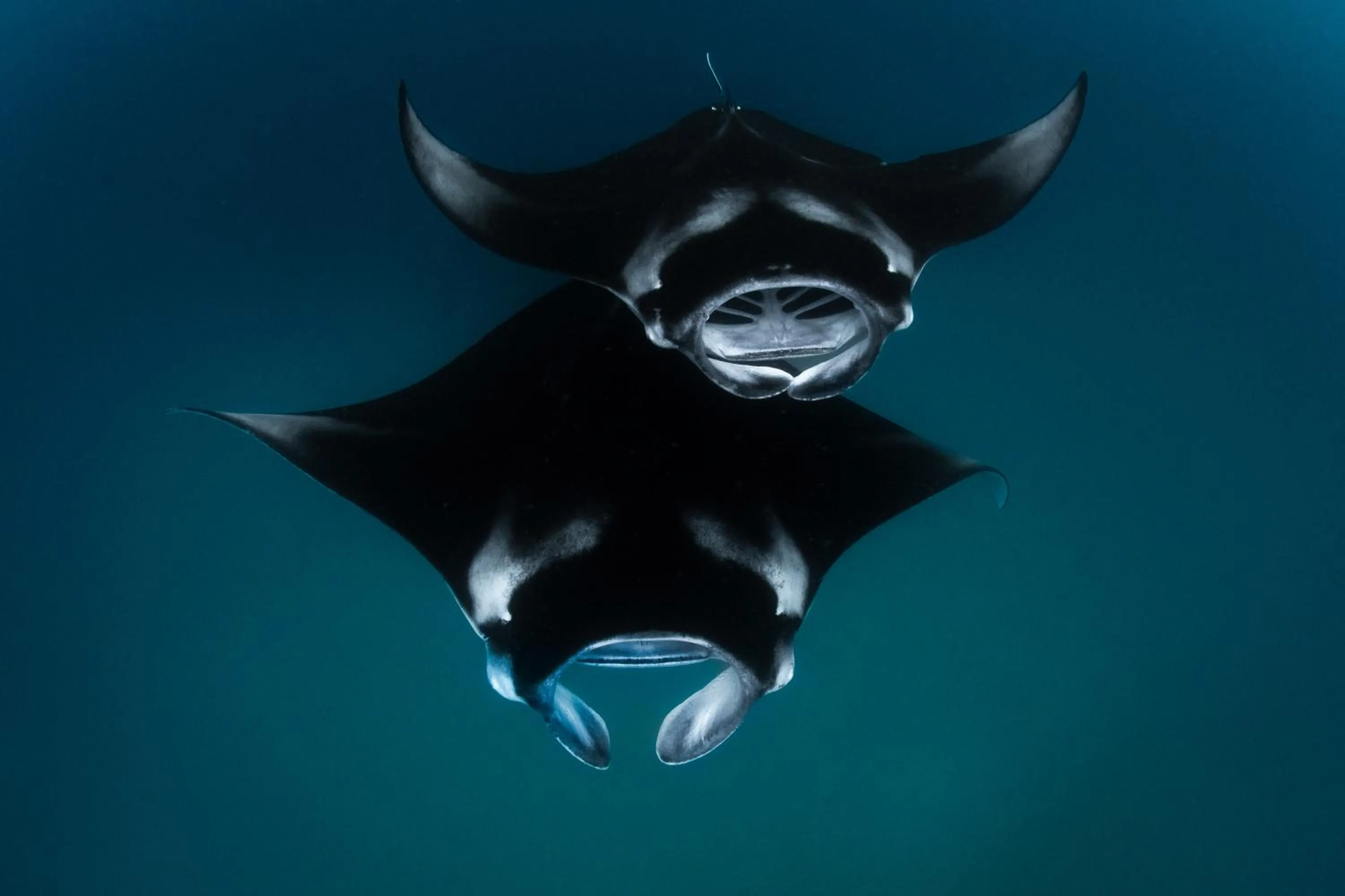 Snorkeling in Finolhu, A Seaside Collection Resort, a Member of Design Hotels