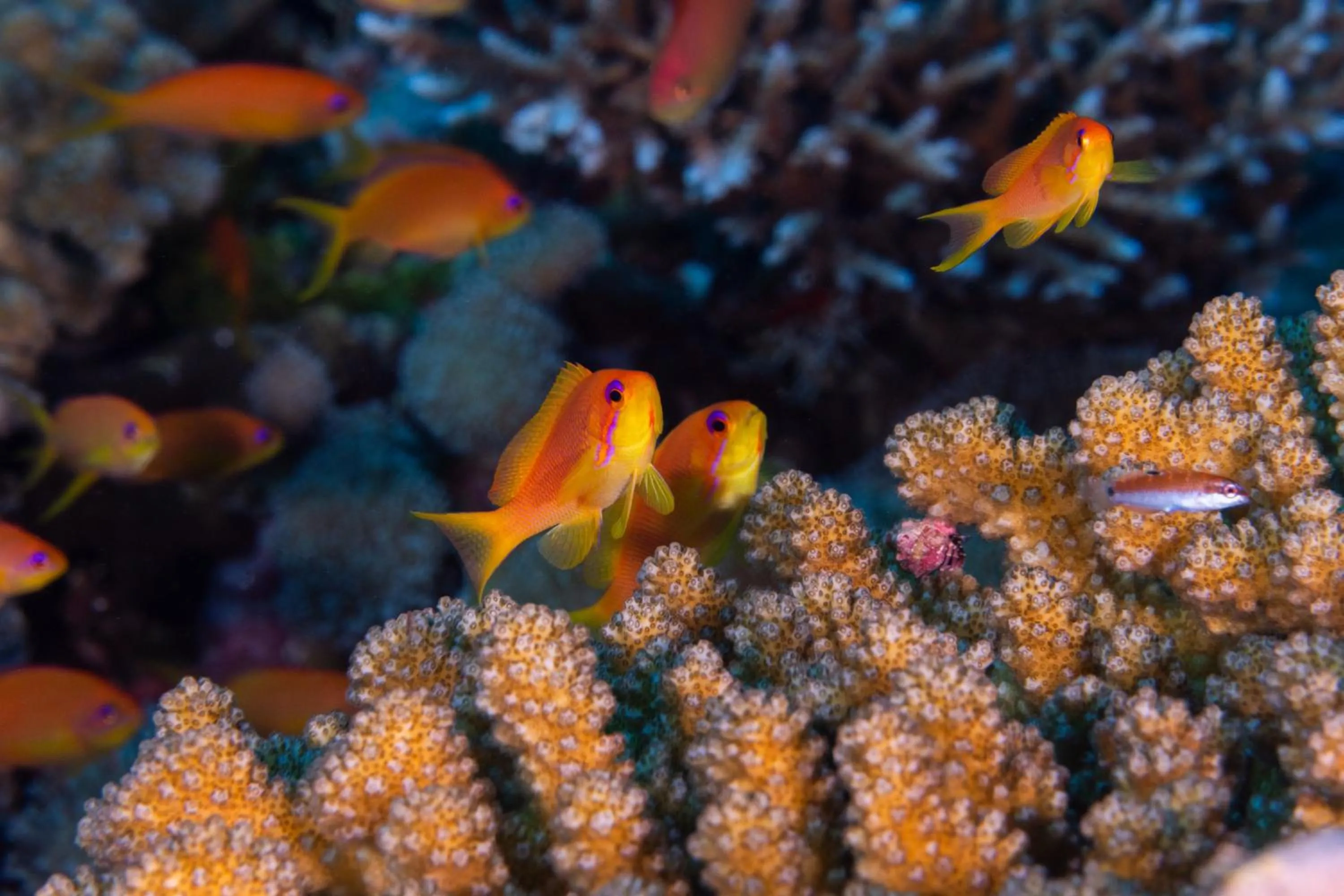 Snorkeling in Finolhu, A Seaside Collection Resort, a Member of Design Hotels
