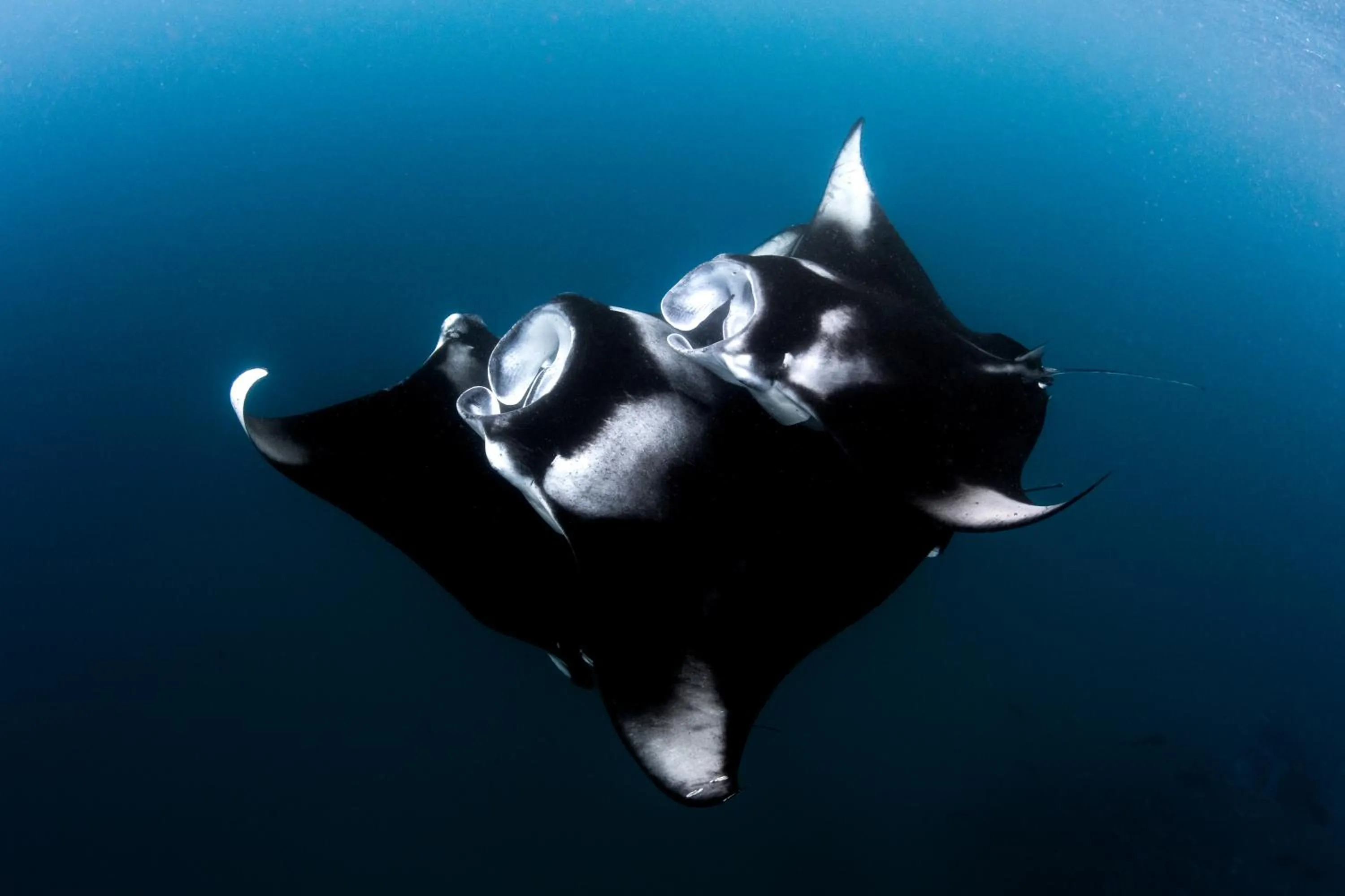 Snorkeling in Finolhu, A Seaside Collection Resort, a Member of Design Hotels