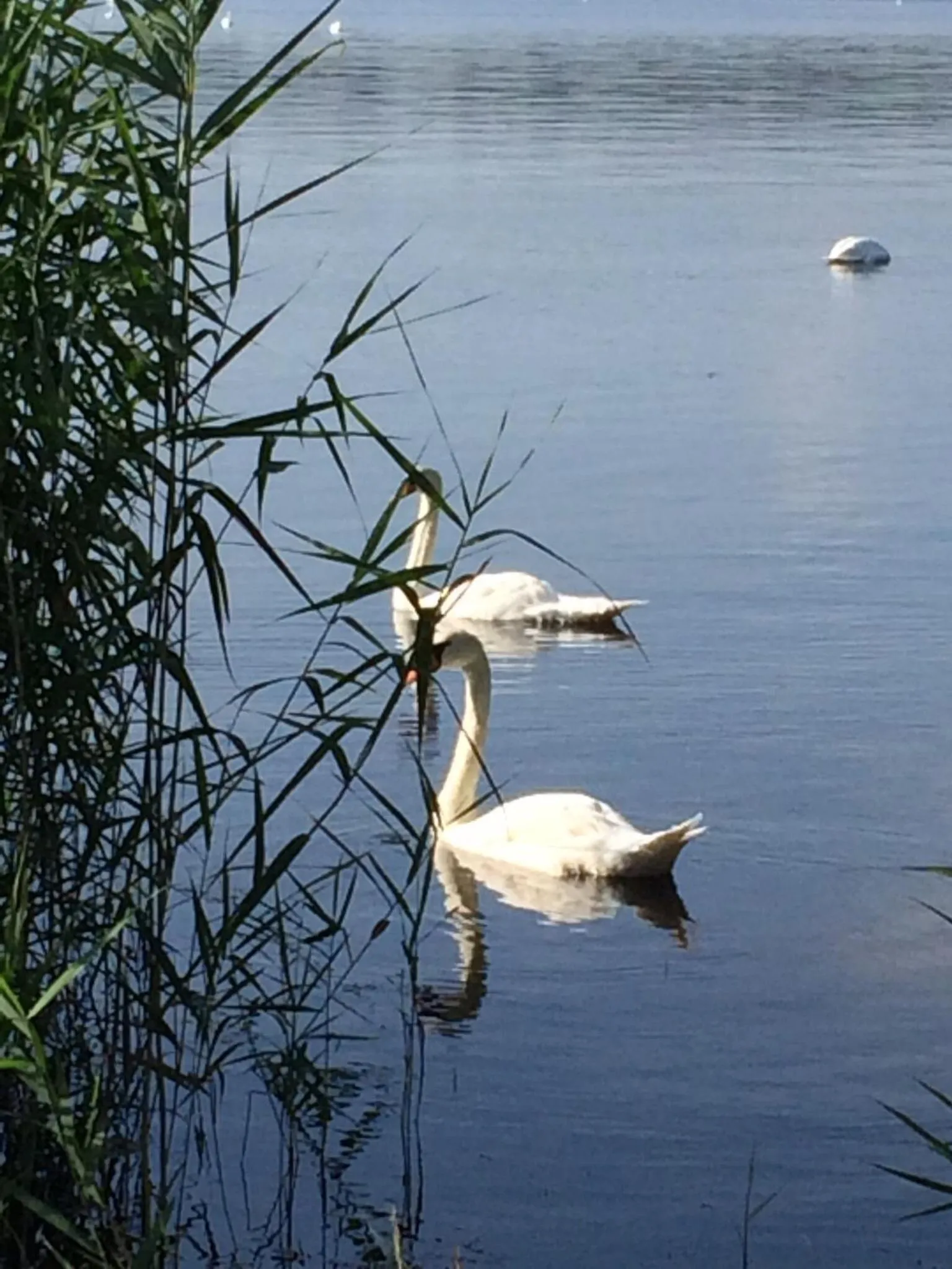 Animals in Lodging Le Lac