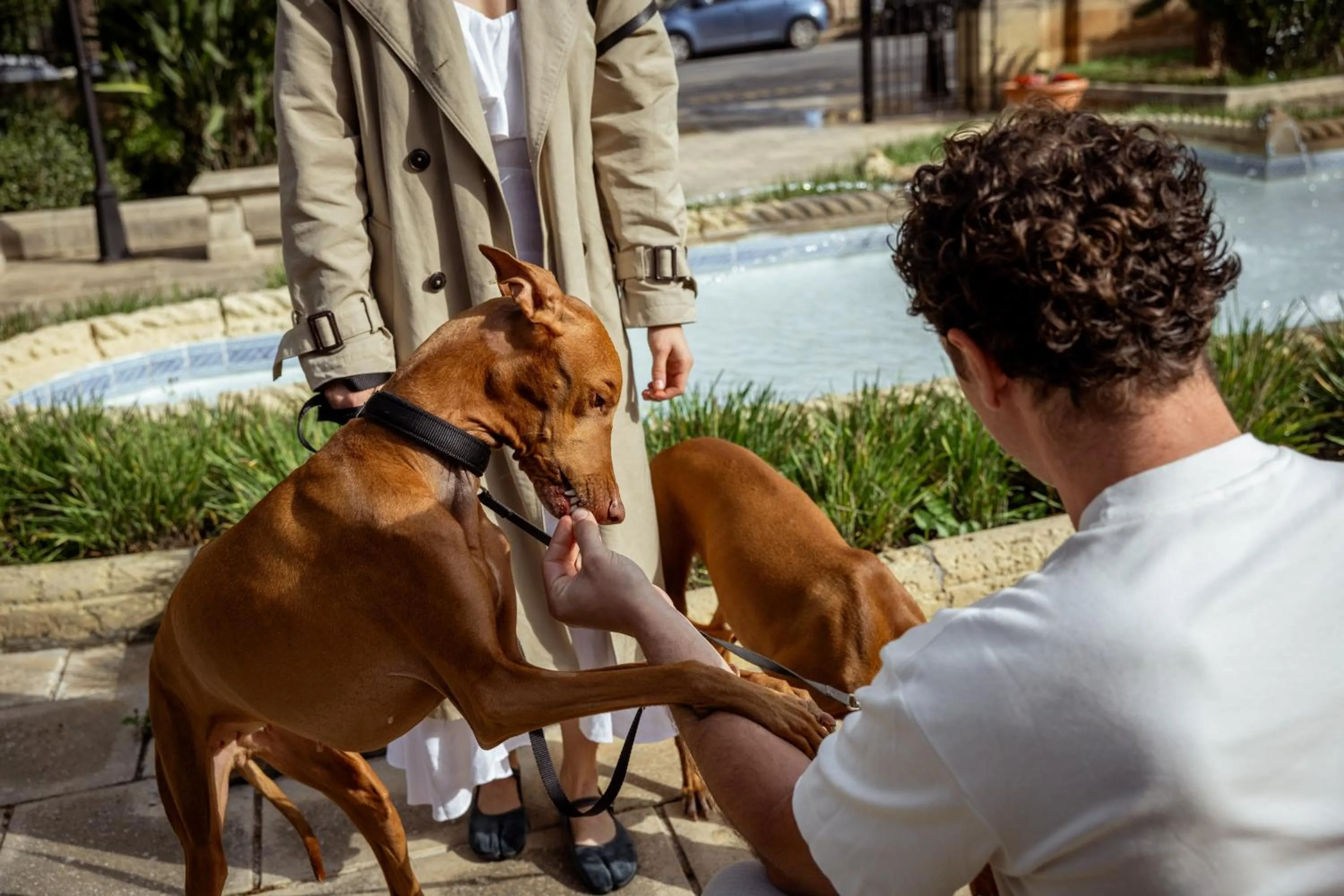 pet friendly in Corinthia Palace Malta