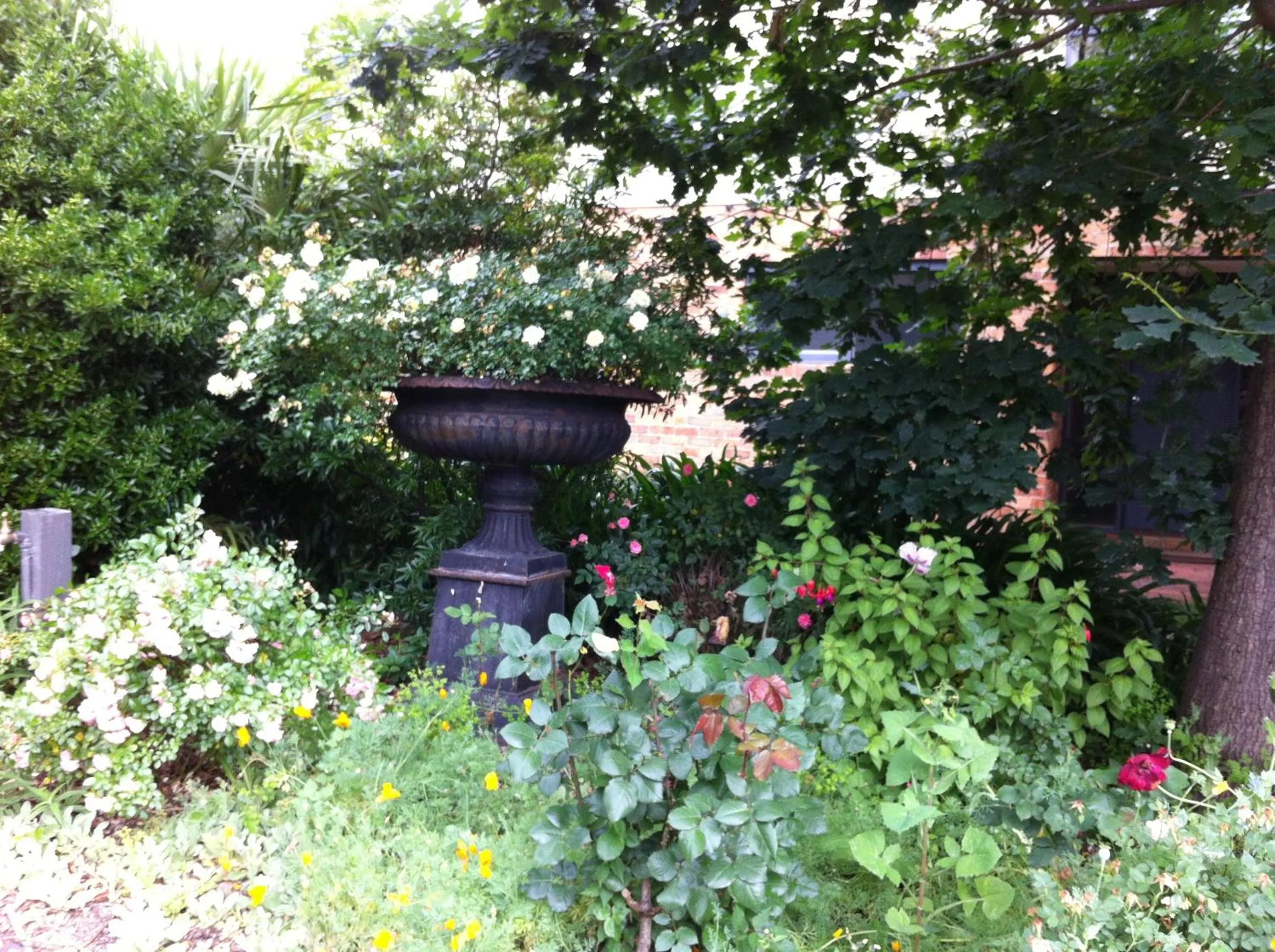 Garden in Bungunyah Apartments