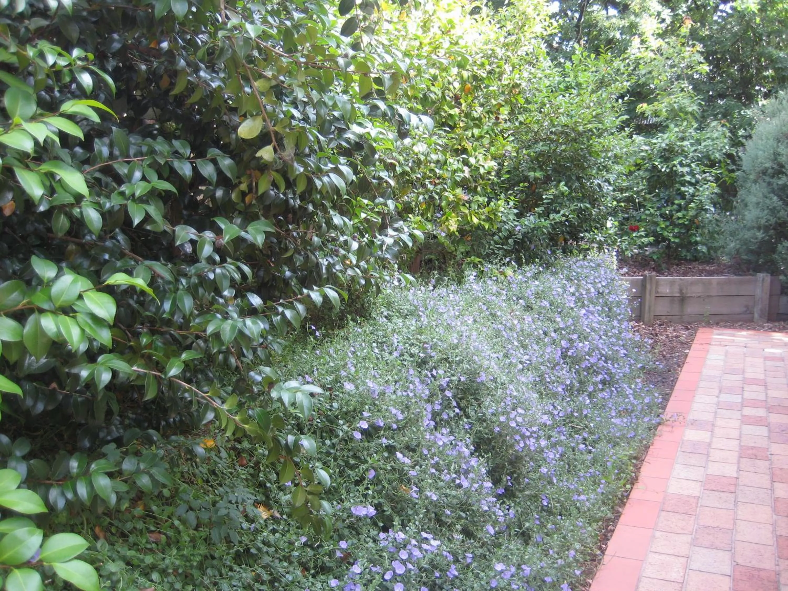 Garden in Bungunyah Apartments