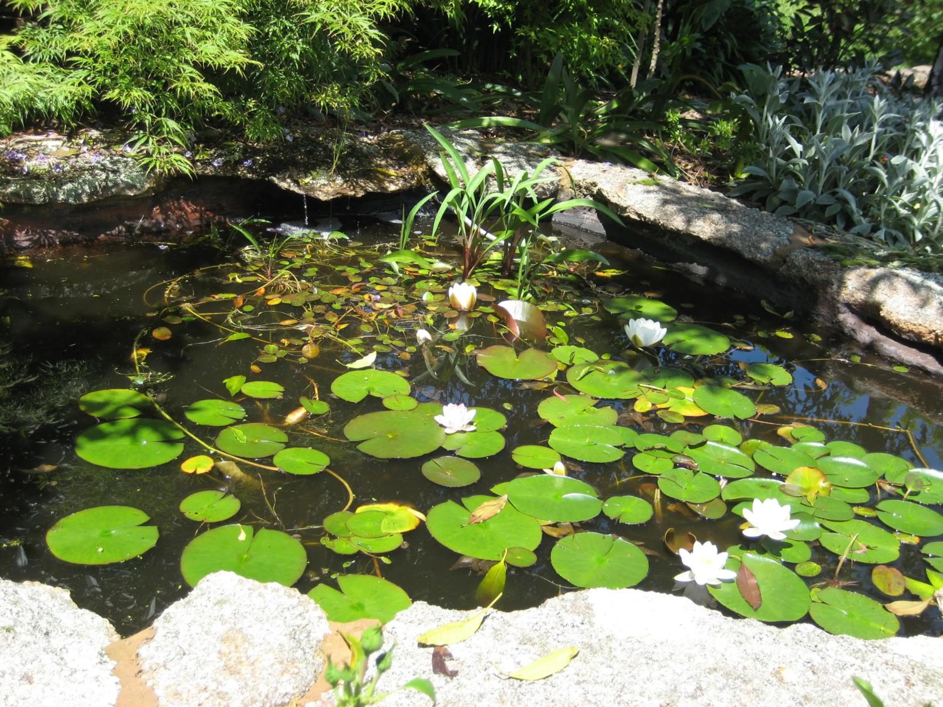 Garden in Bungunyah Apartments