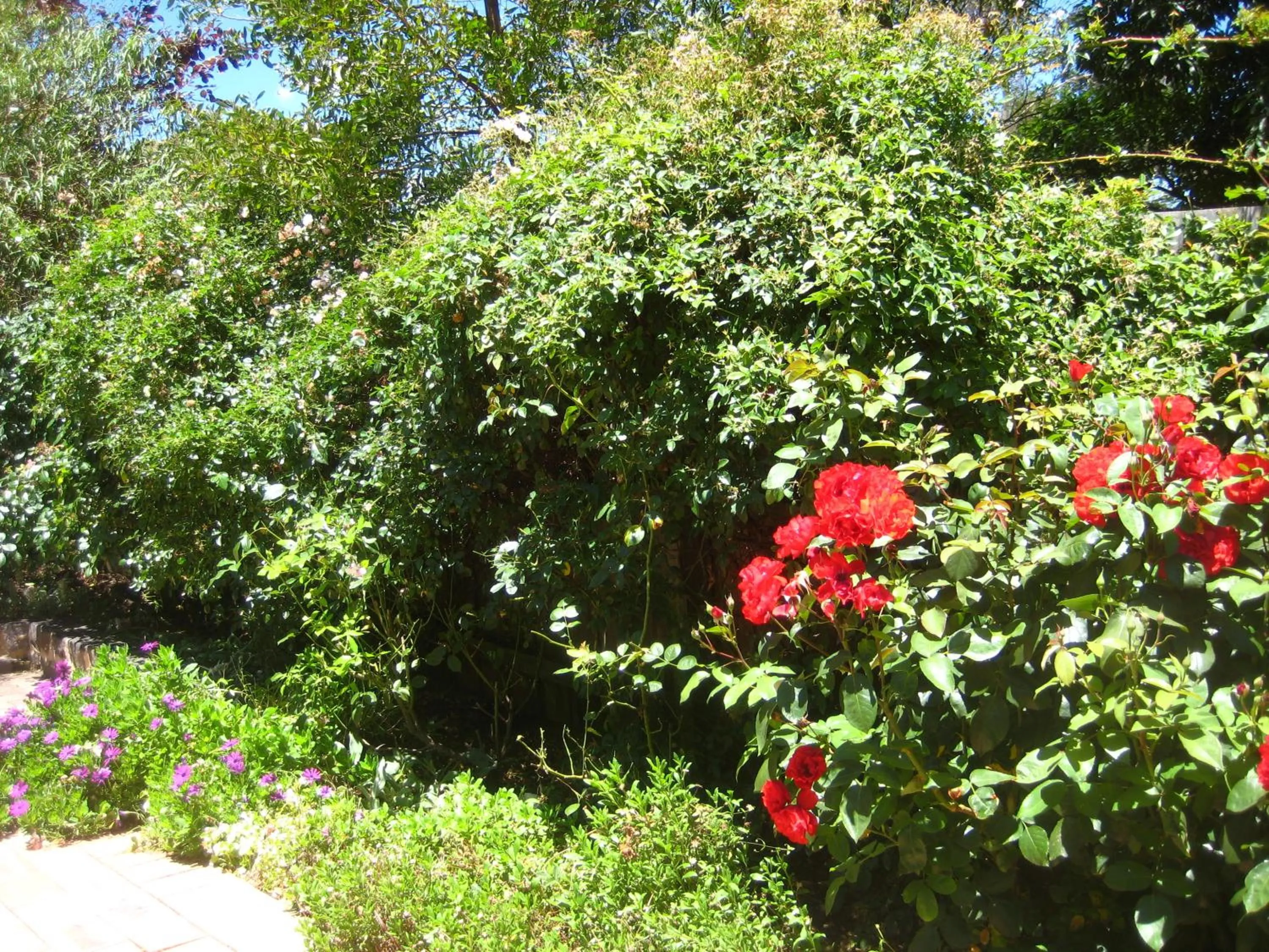 Garden in Bungunyah Apartments