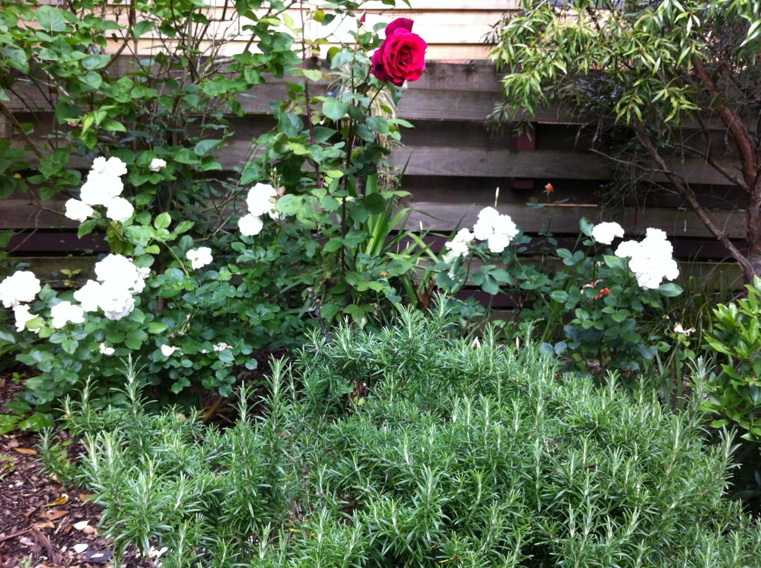 Garden in Bungunyah Apartments