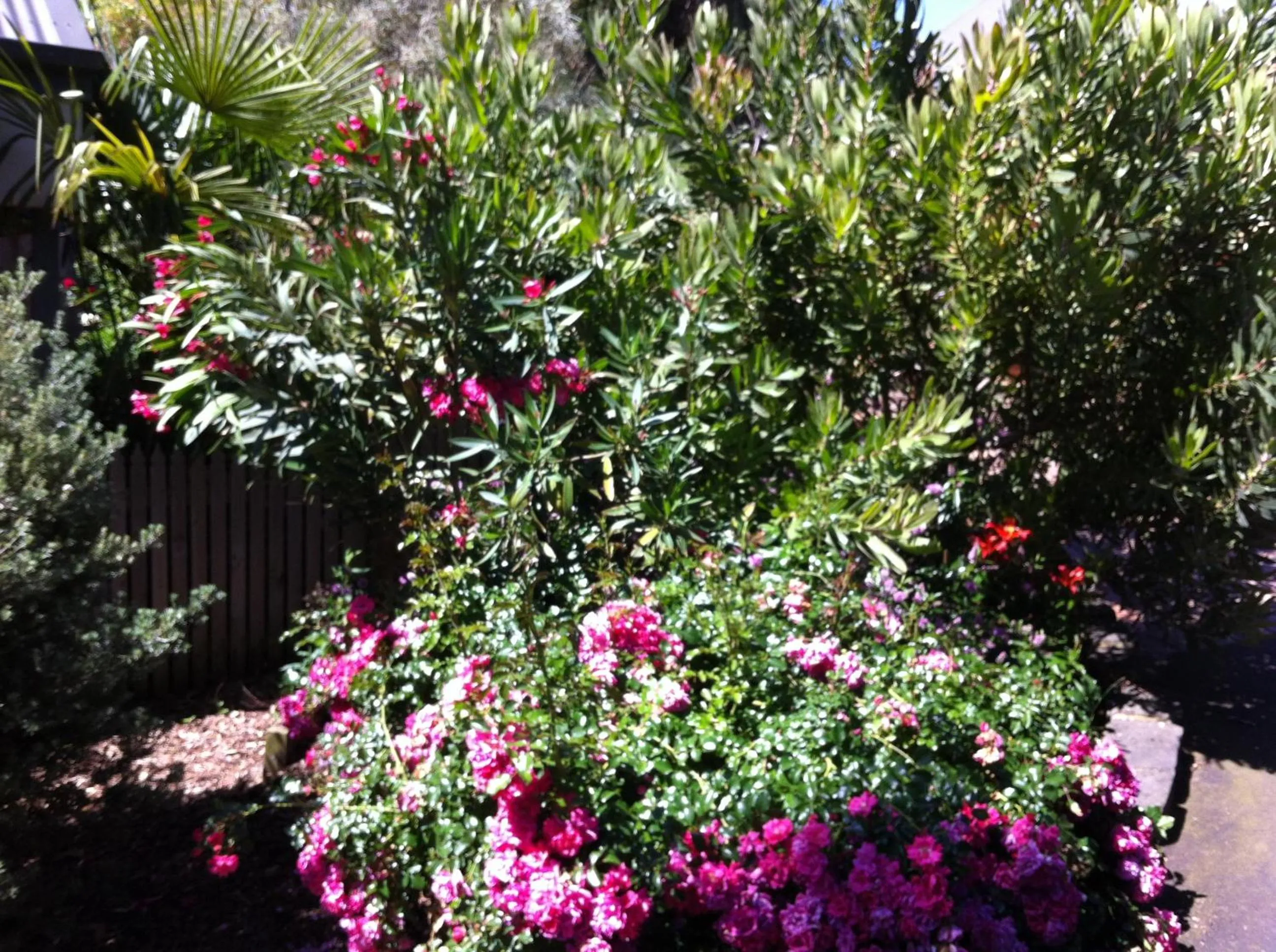 Garden in Bungunyah Apartments