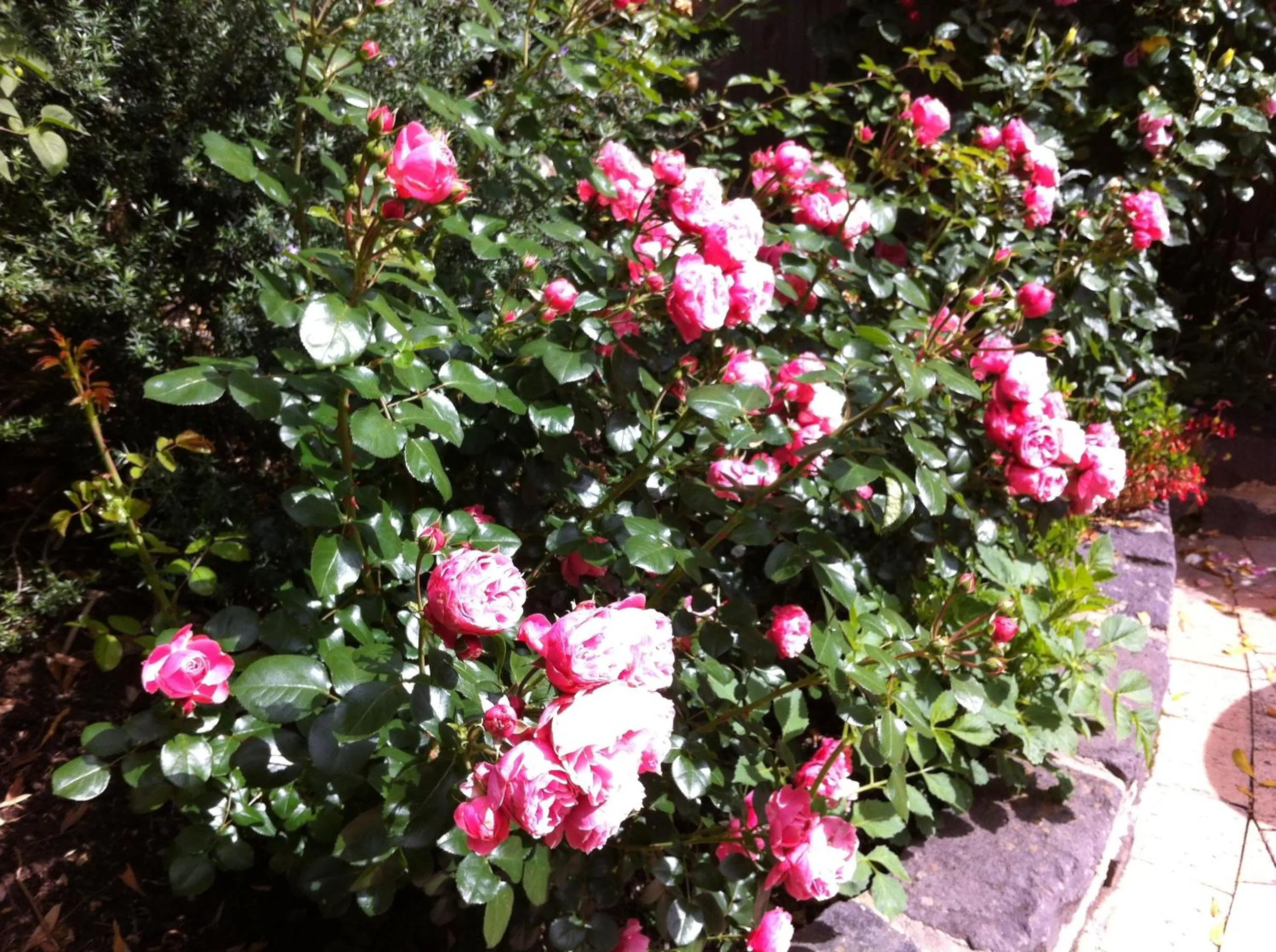 Garden in Bungunyah Apartments