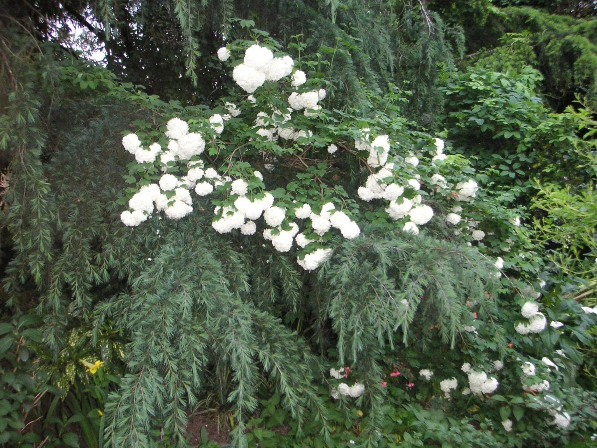 Garden in Bungunyah Apartments