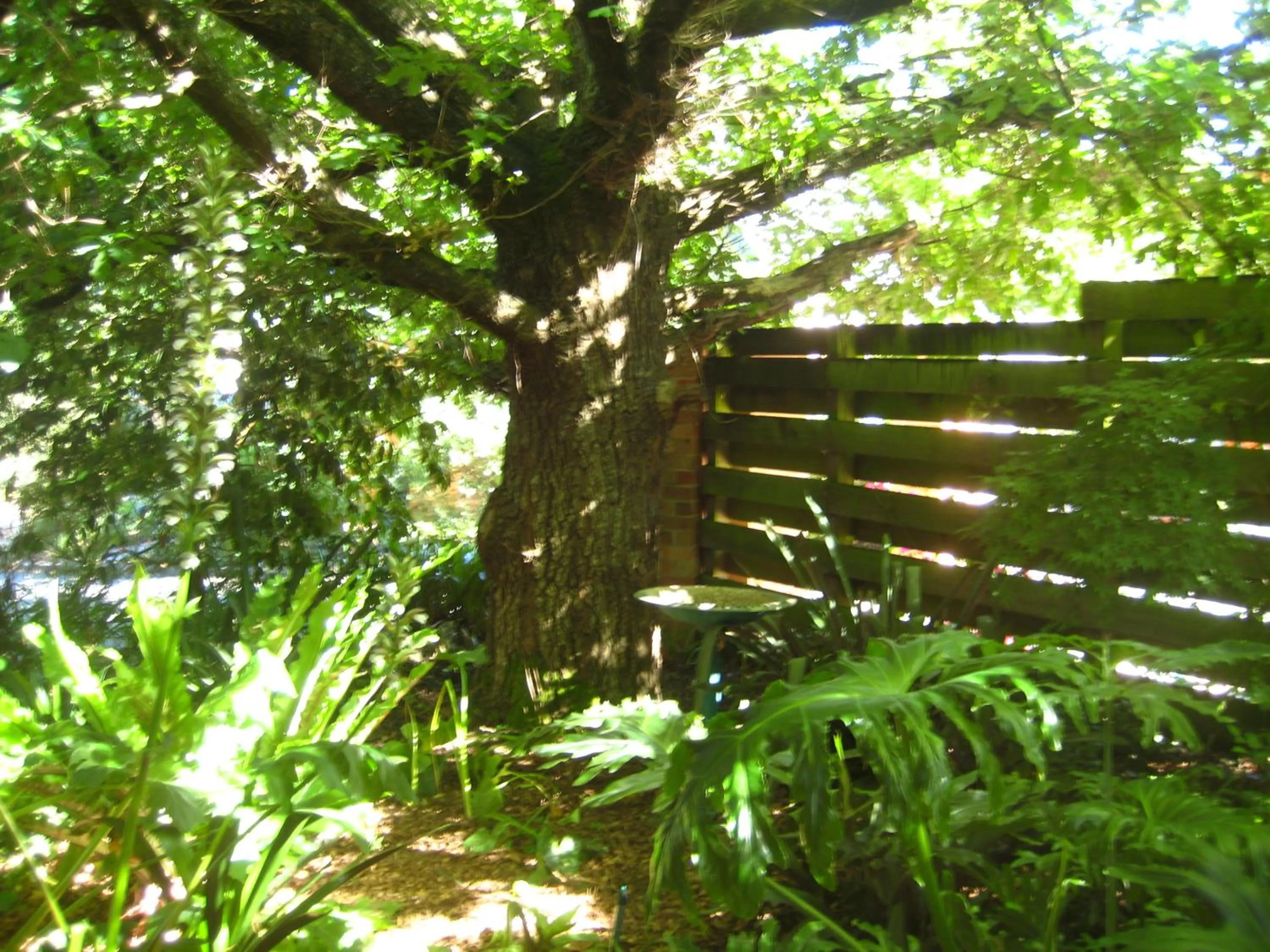Garden in Bungunyah Apartments