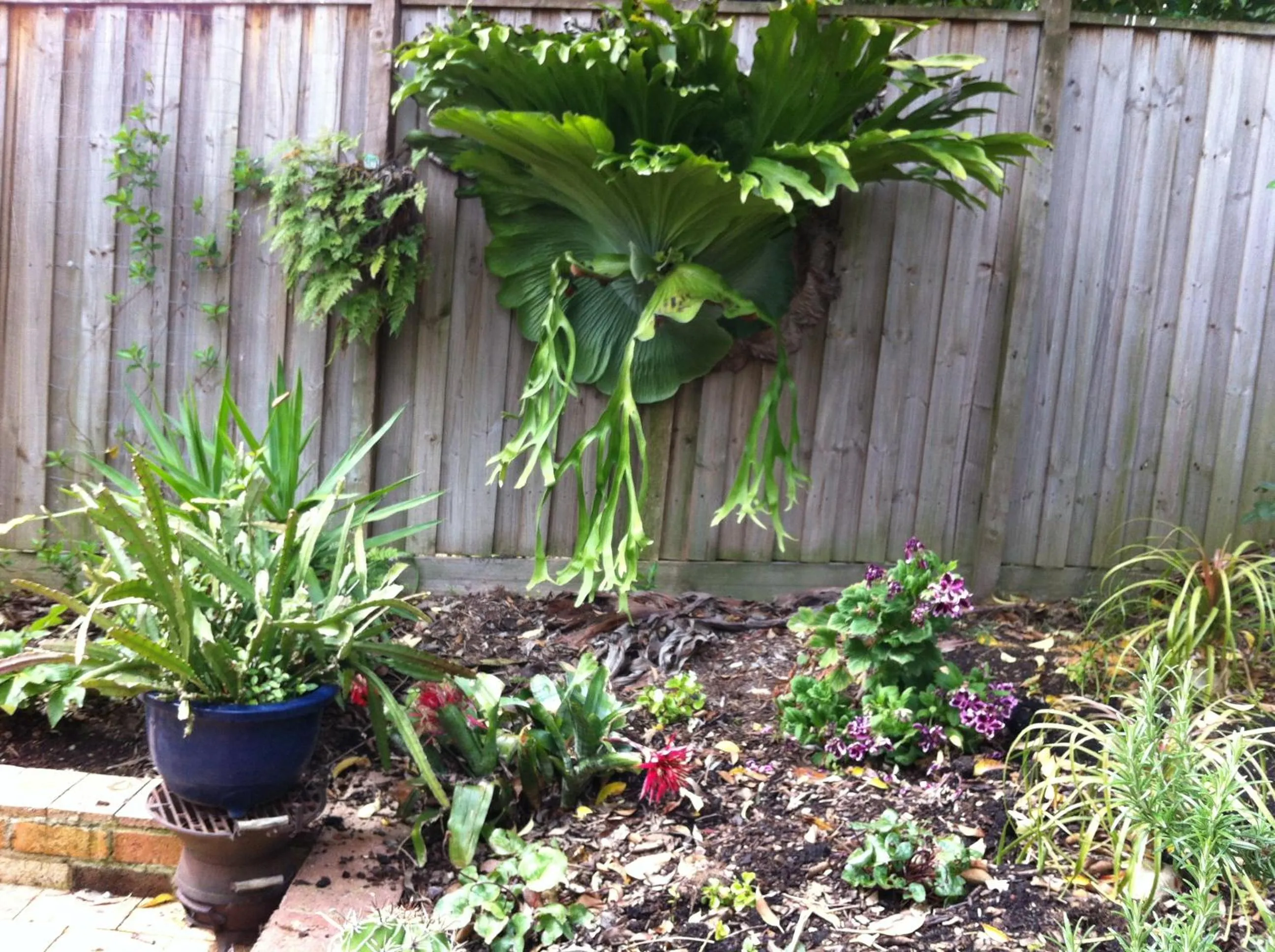 Garden in Bungunyah Apartments