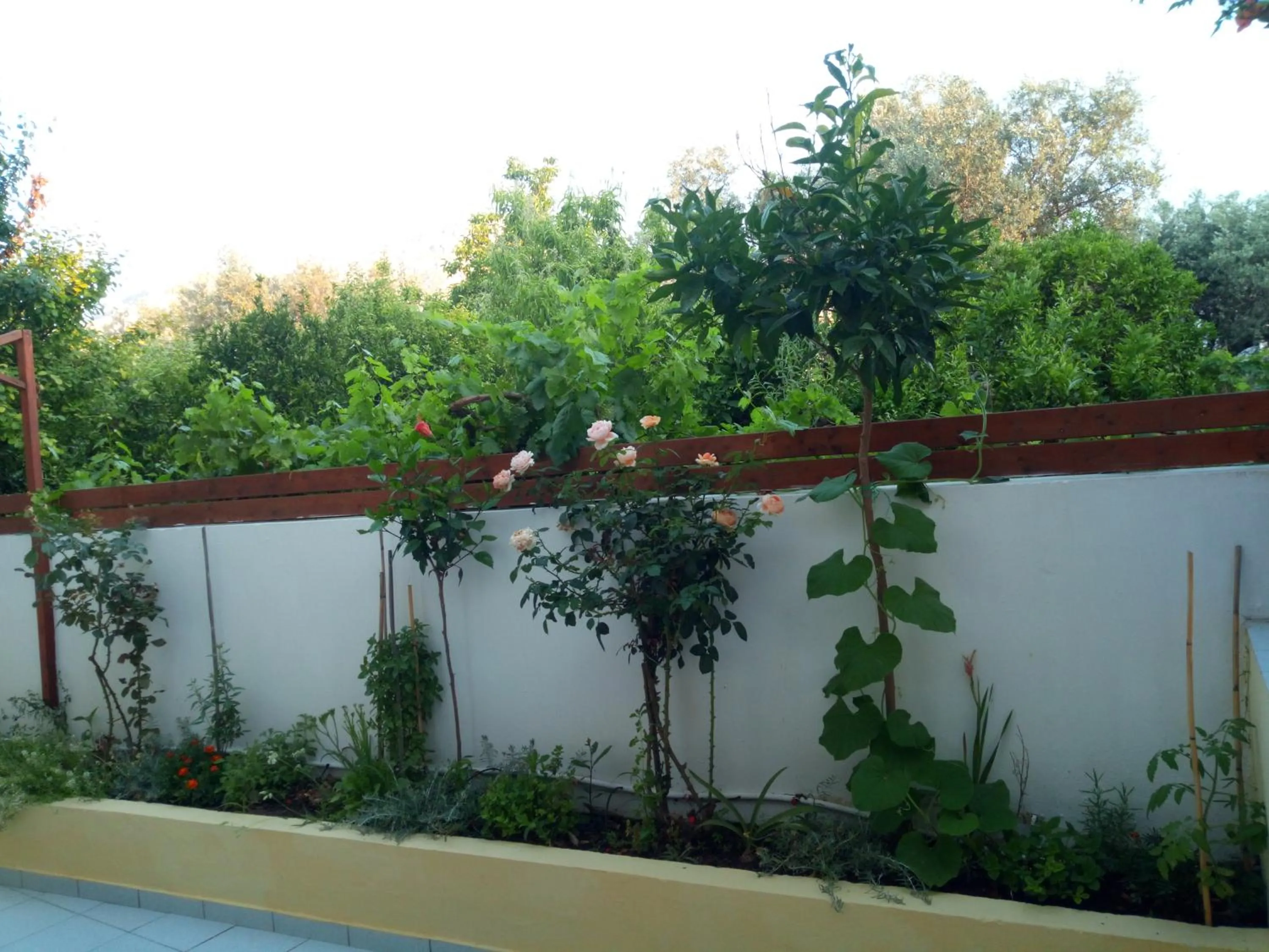 Balcony/Terrace in Pantheon Deluxe Apartments