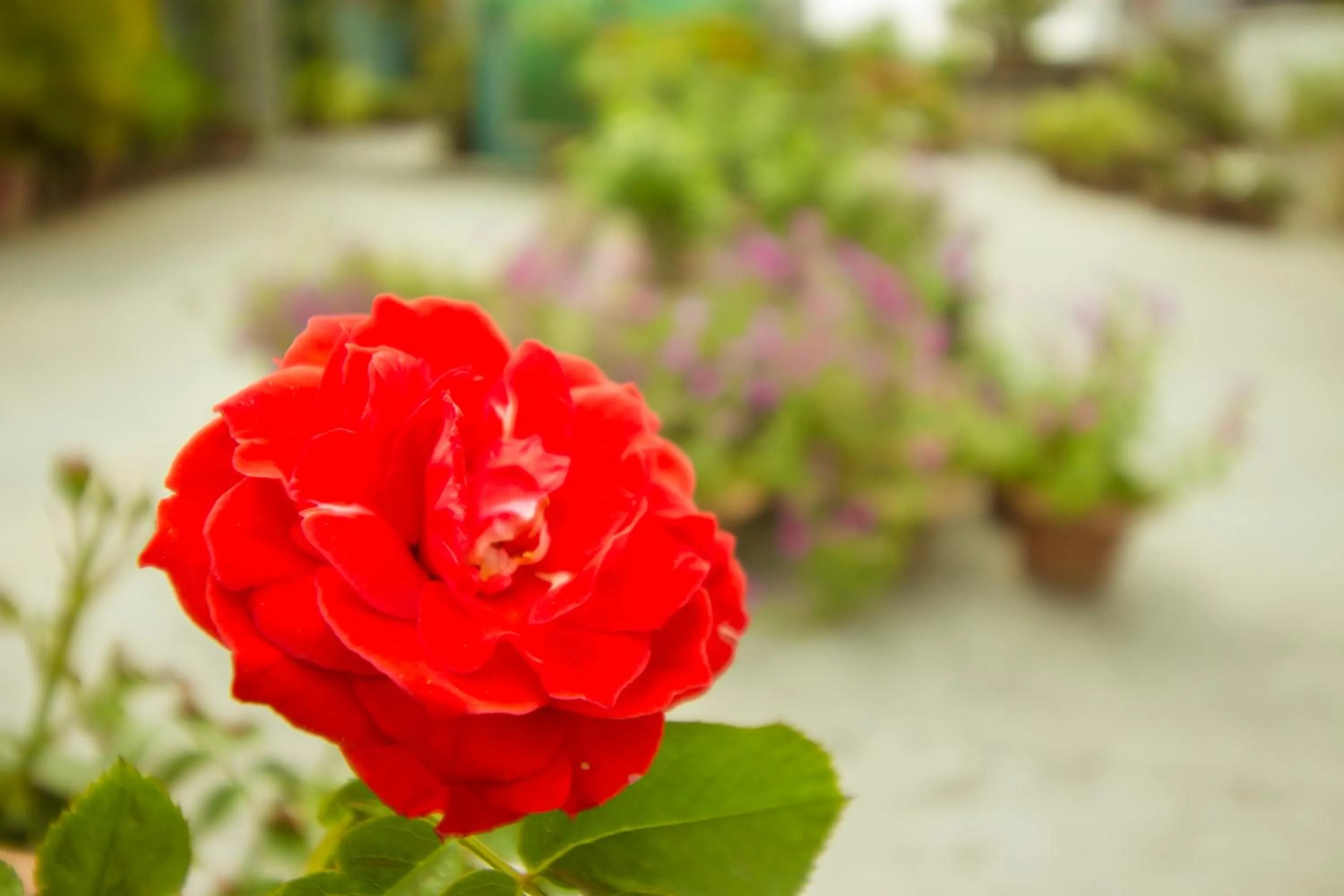 Garden view in Rafflesia Serviced Apartments