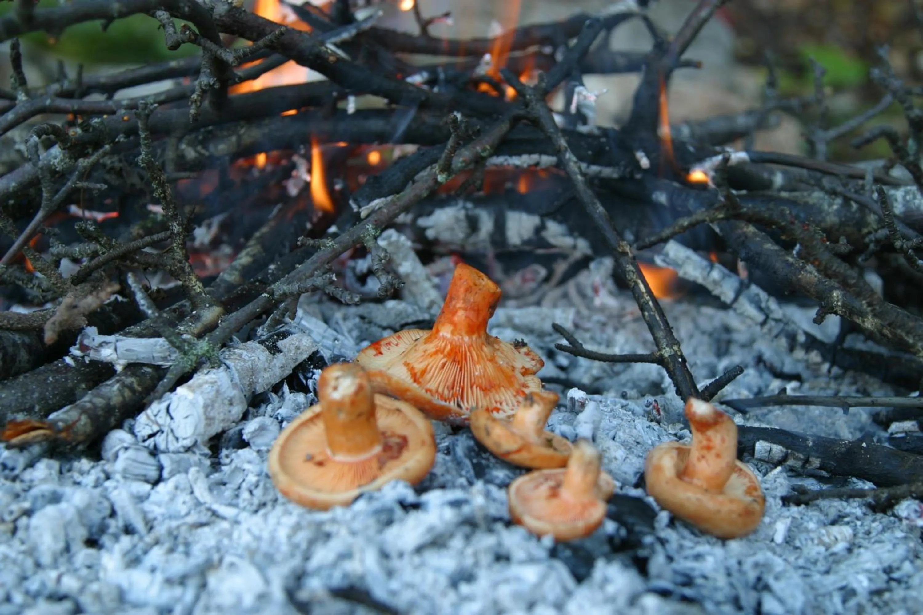 Food close-up in Iksir Resort Town