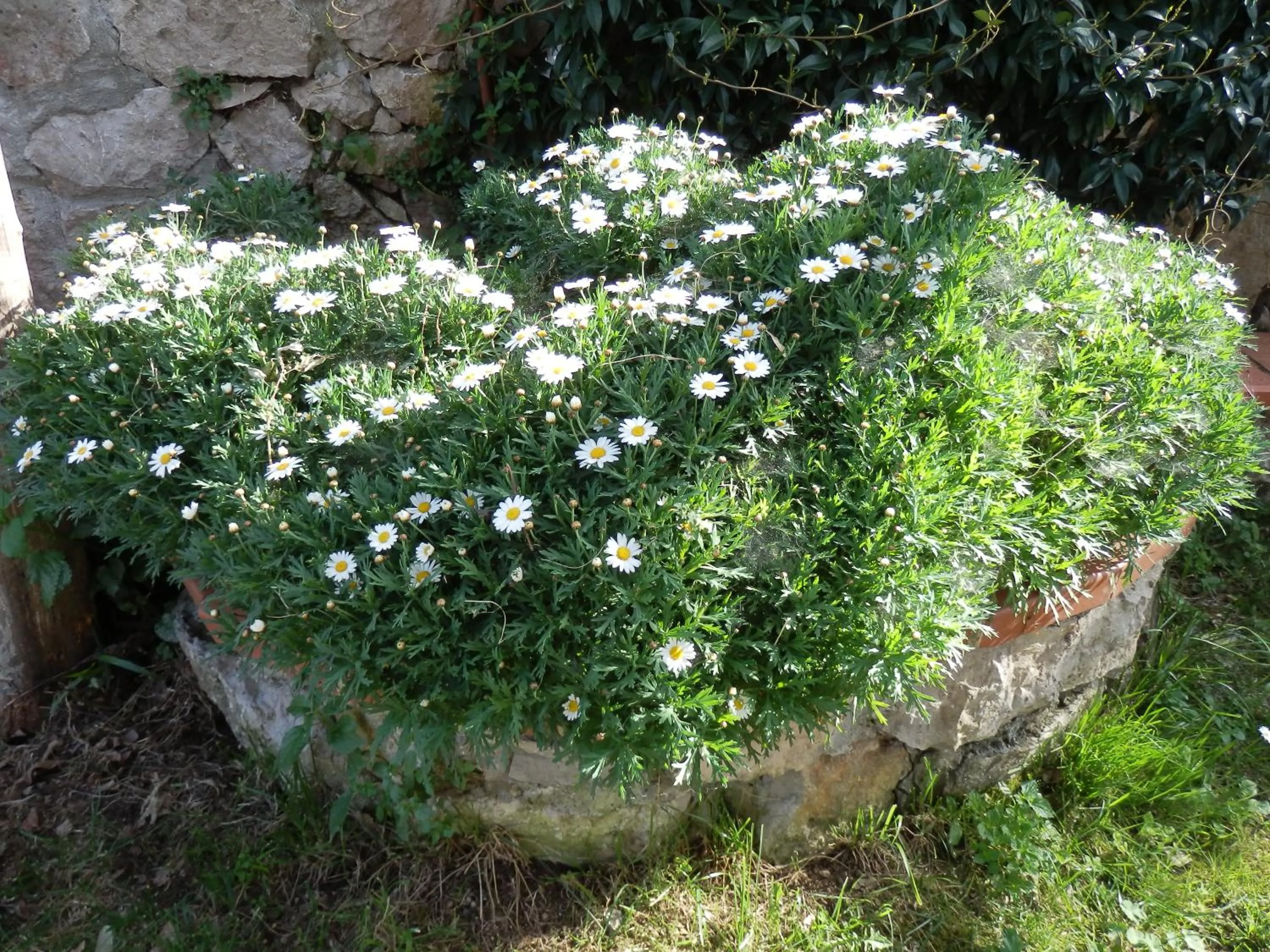 Garden in Giardino 21 Marzo