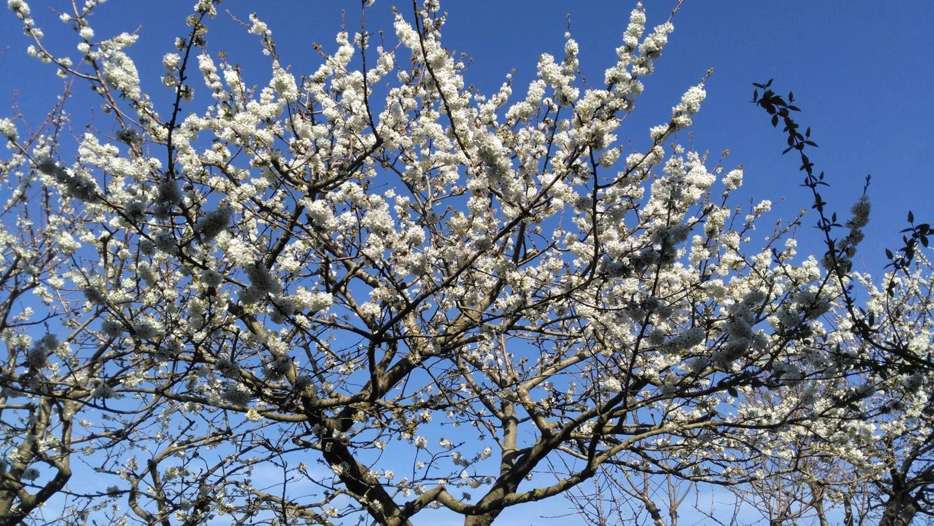 Garden in Giardino 21 Marzo