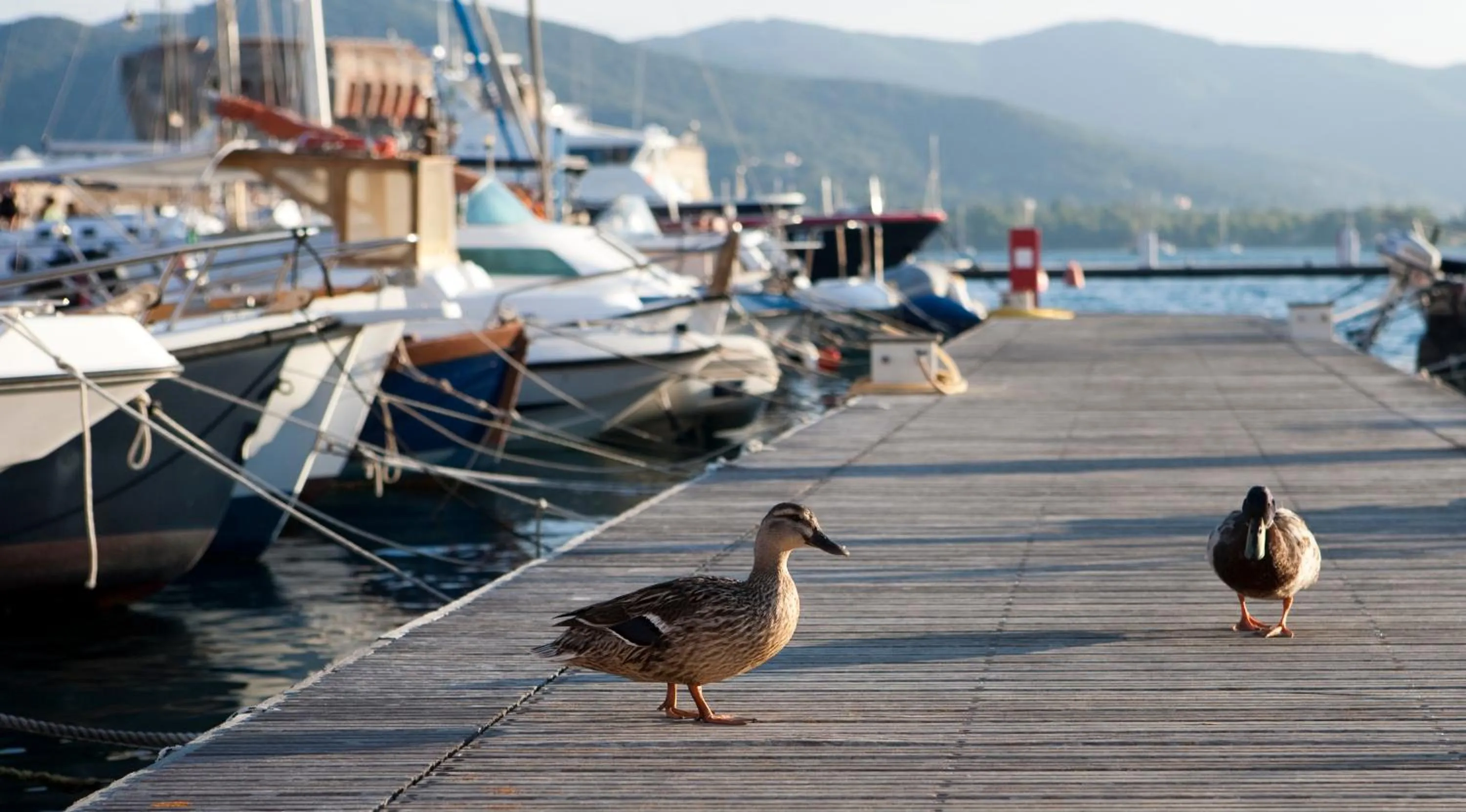 Neighbourhood in Porto Sole Rooms